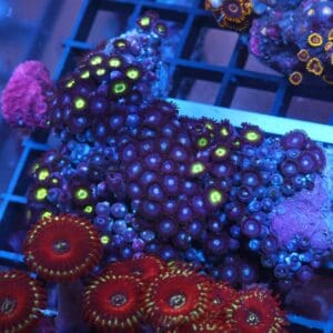 X86 - INDO COMBO ZOA ROCK
