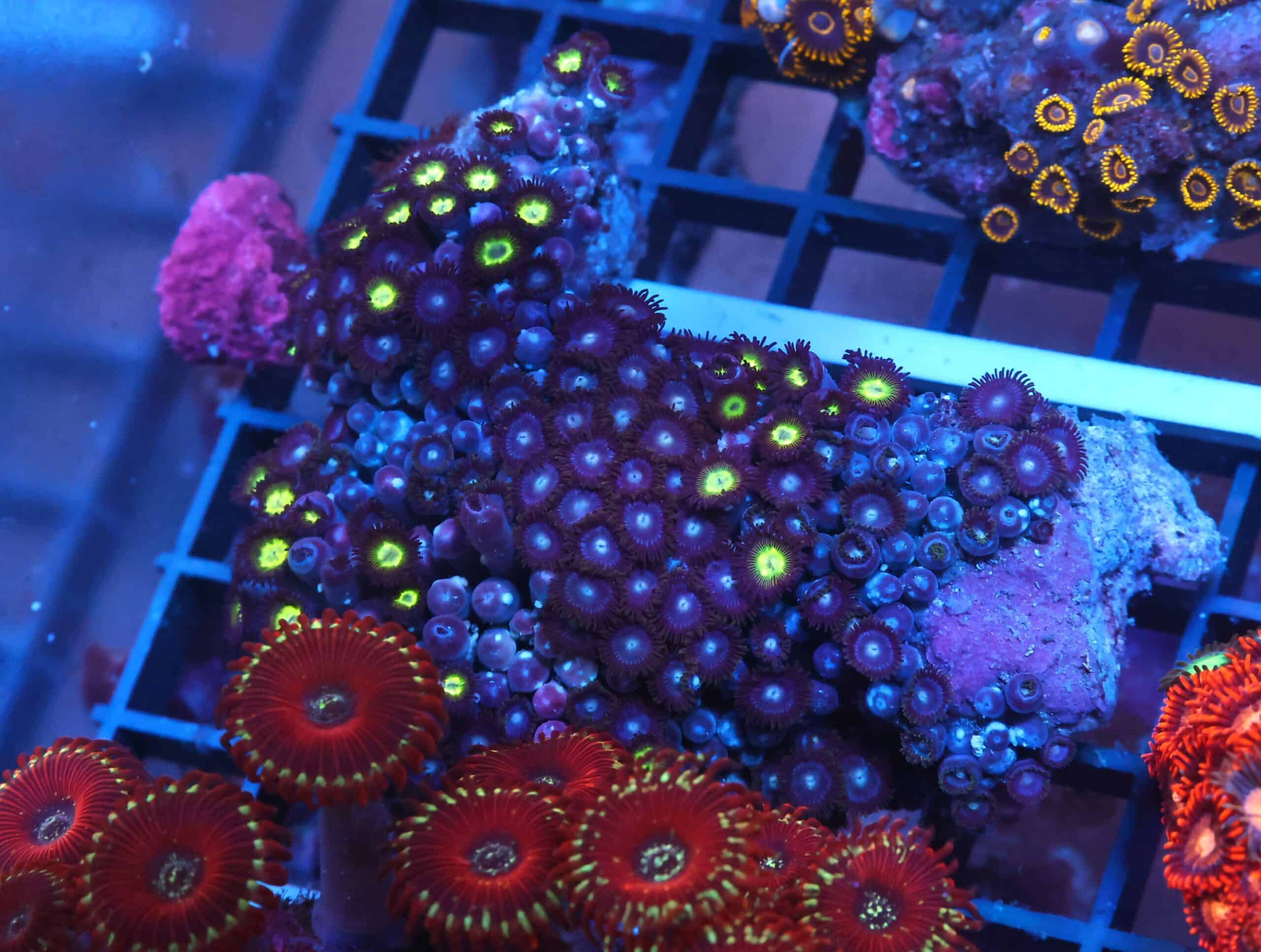 X86 - INDO COMBO ZOA ROCK