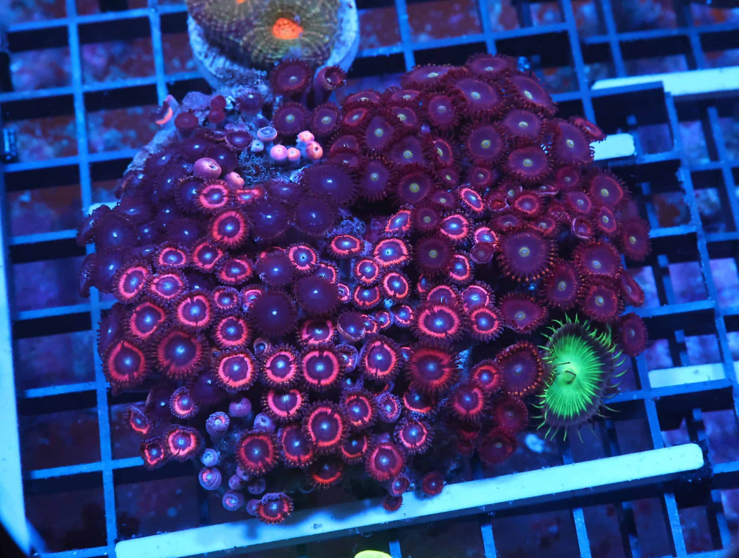 X85 - INDO COMBO ZOA ROCK