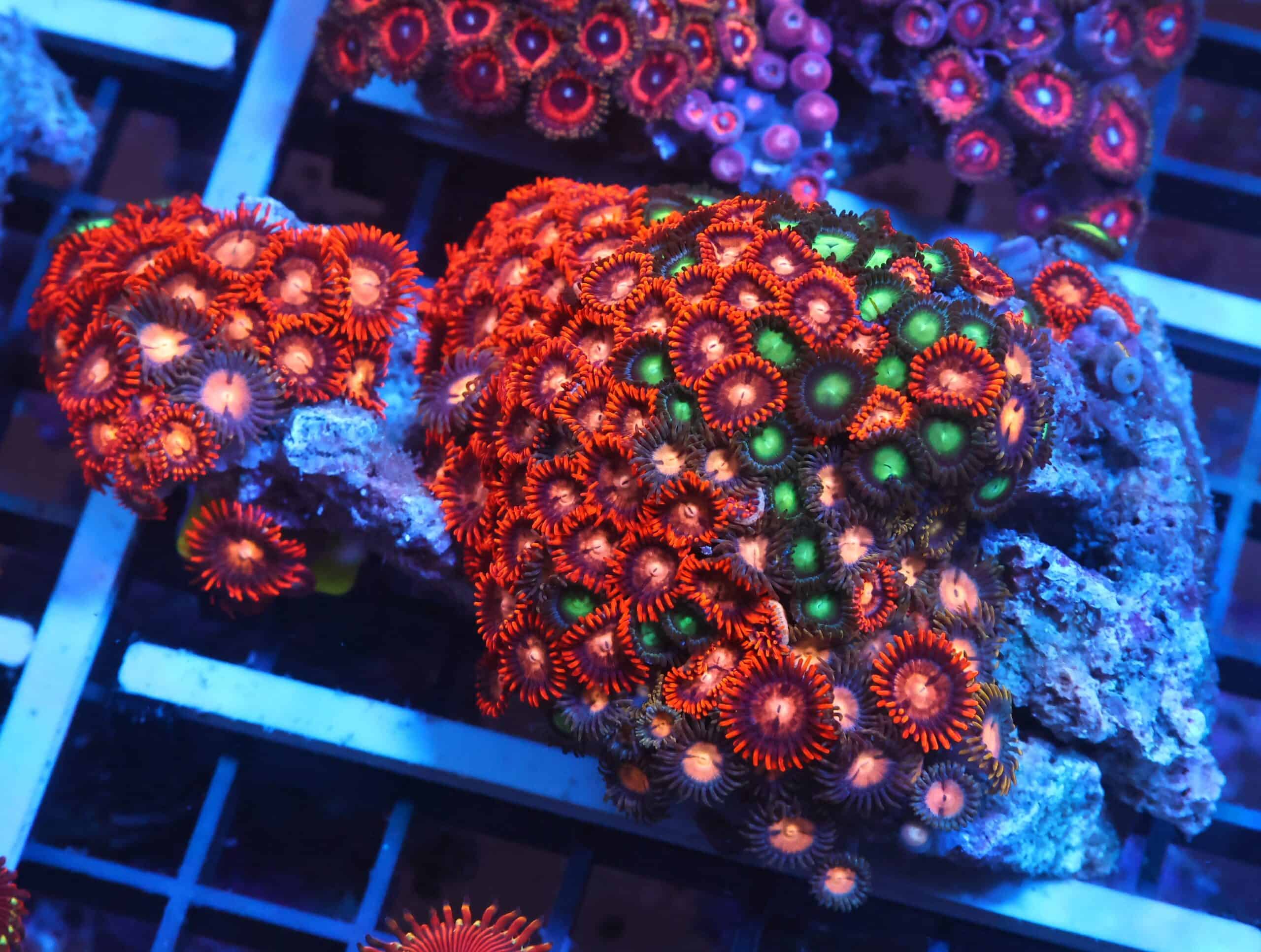 X87 - INDO COMBO ZOA ROCK