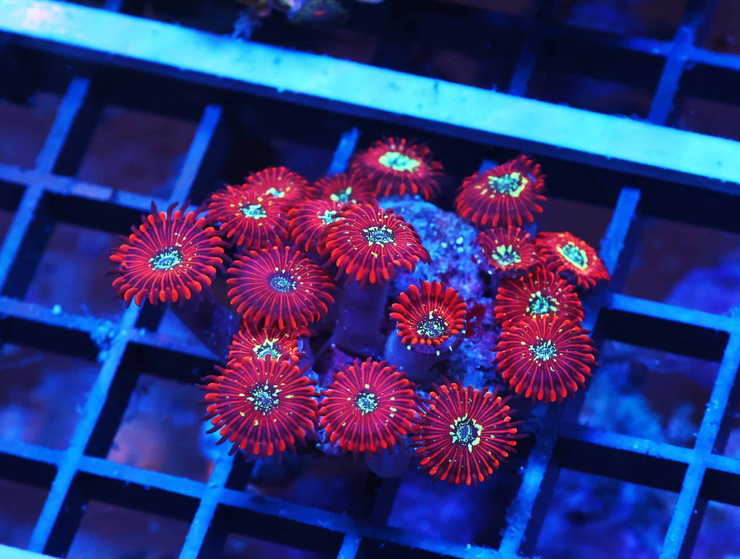 X88 - INDO RED MAGICIAN ZOA