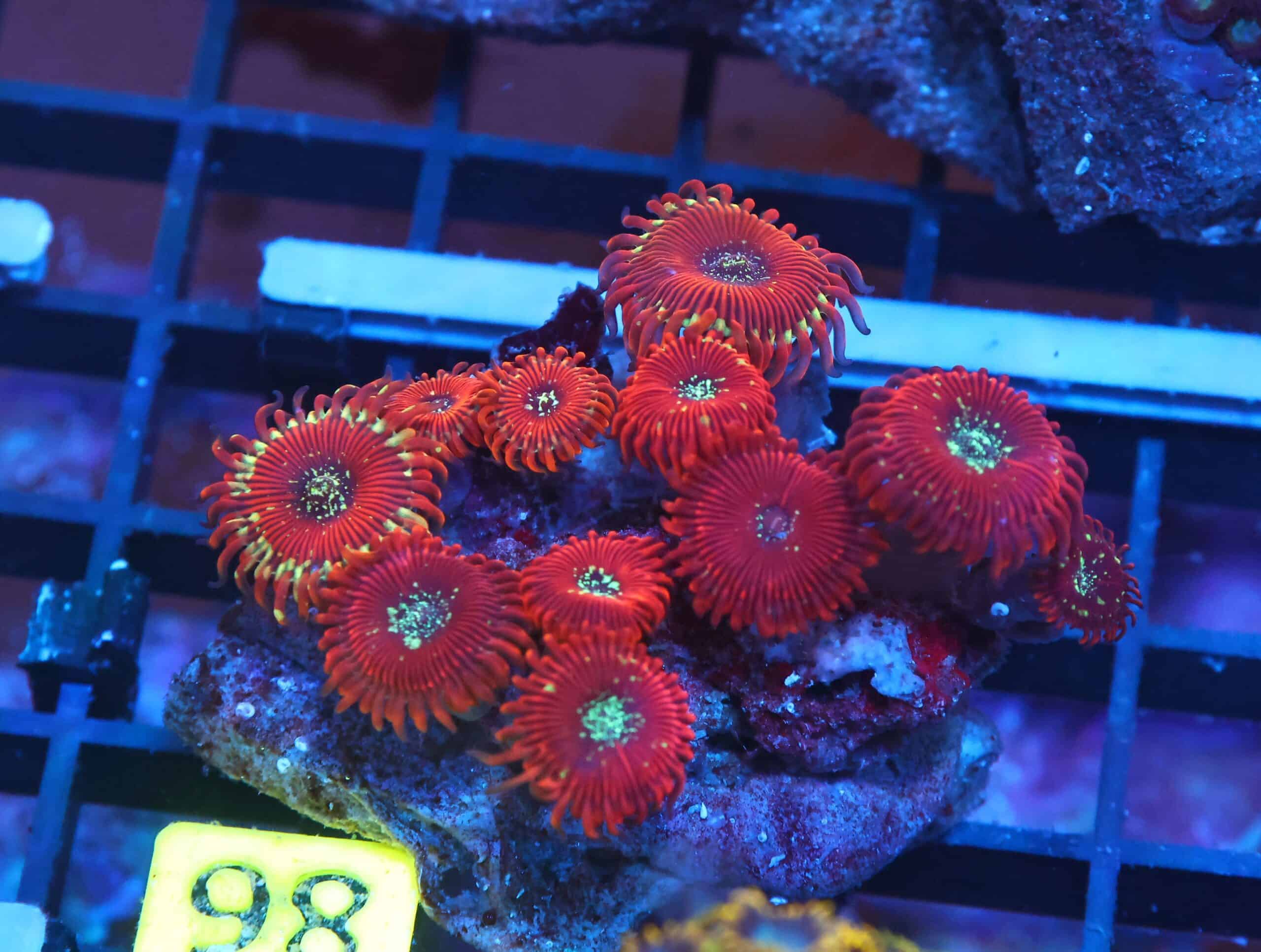 X98 - INDO RED MAGICIAN ZOA