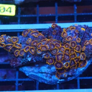 X99 - INDO BLACK HORNET ZOA