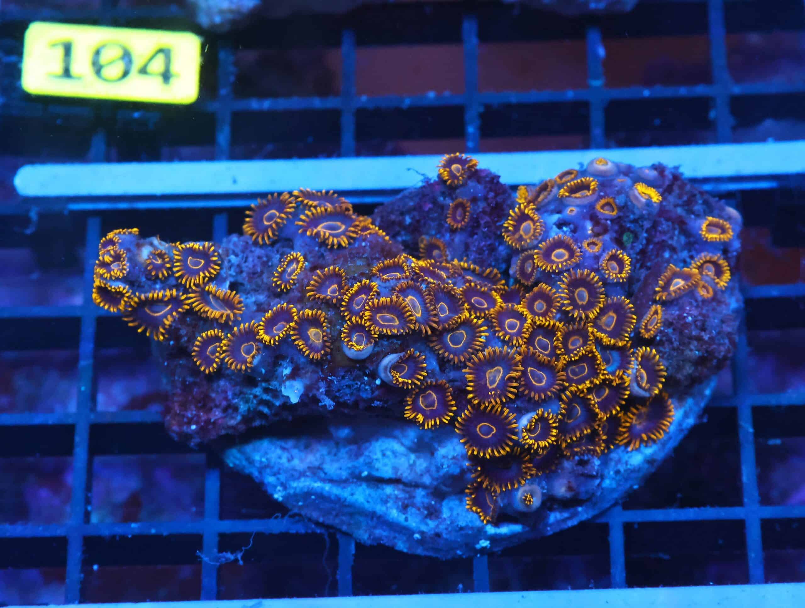 X99 - INDO BLACK HORNET ZOA