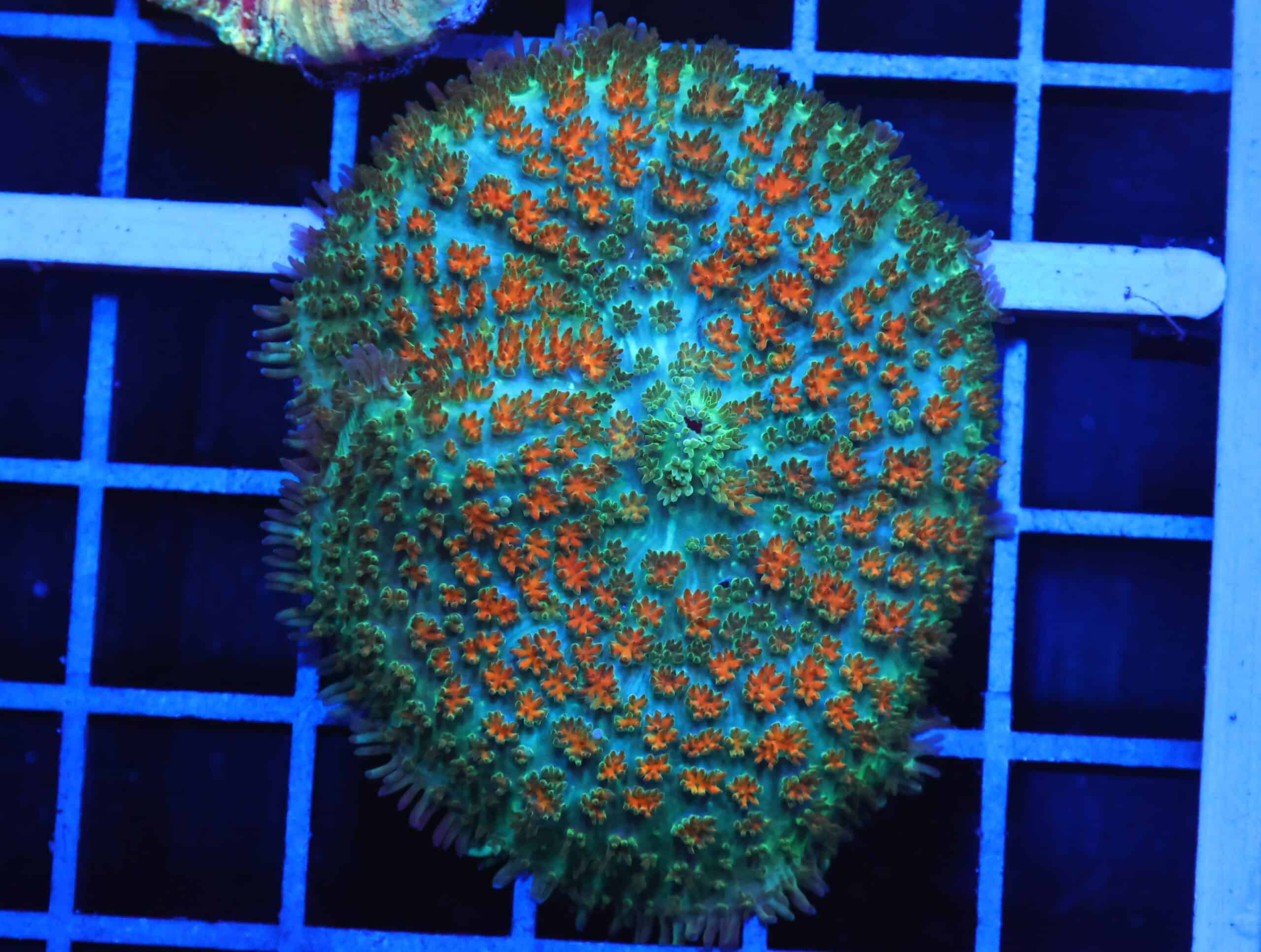 B02 -JUNGLE FIRE CARPET RHODACTIS MUSHROOM