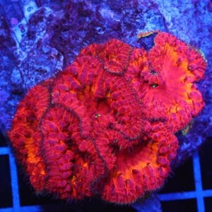 B03 -INDO FIRE STORM BLASTO