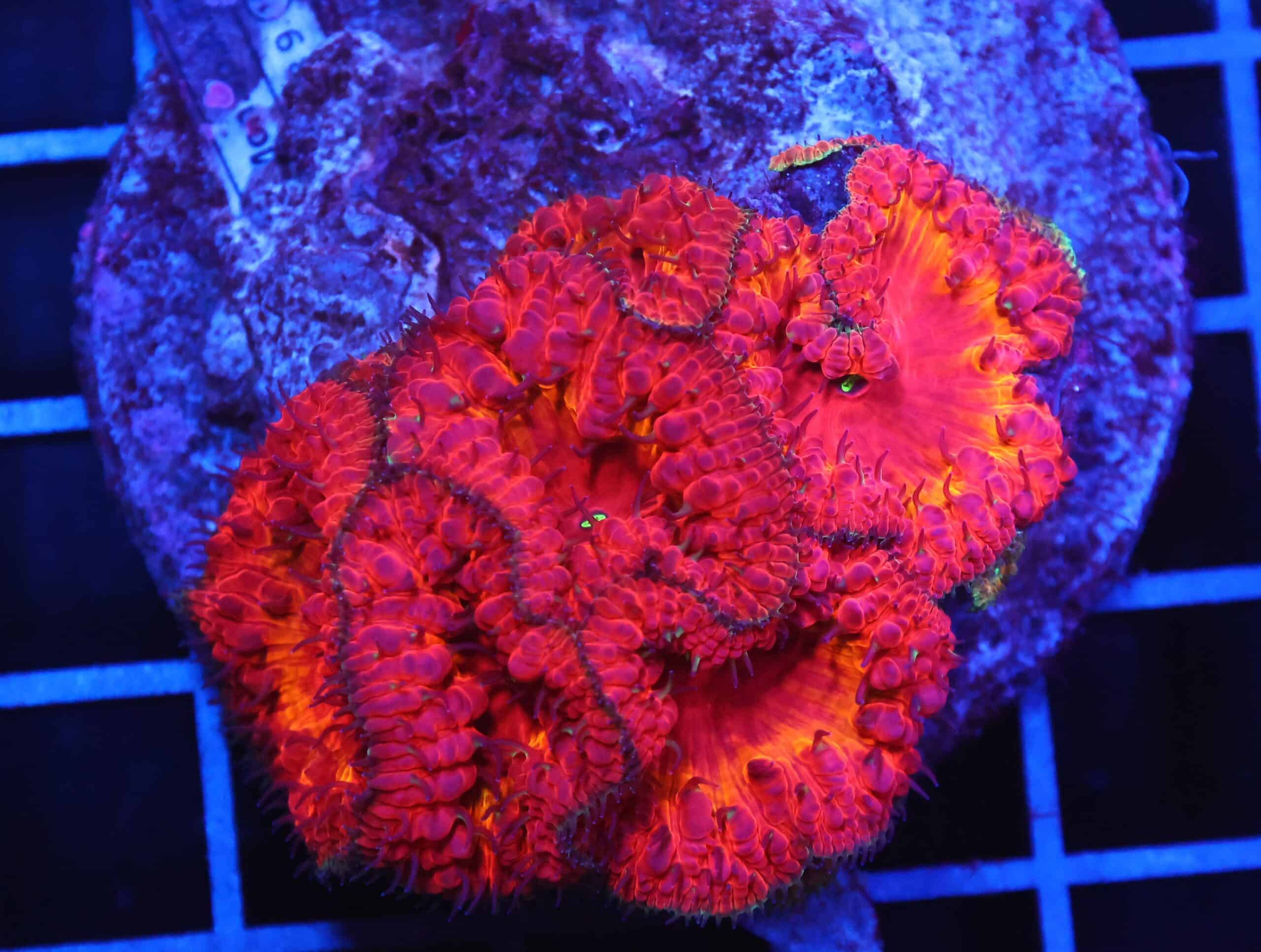 B03 -INDO FIRE STORM BLASTO