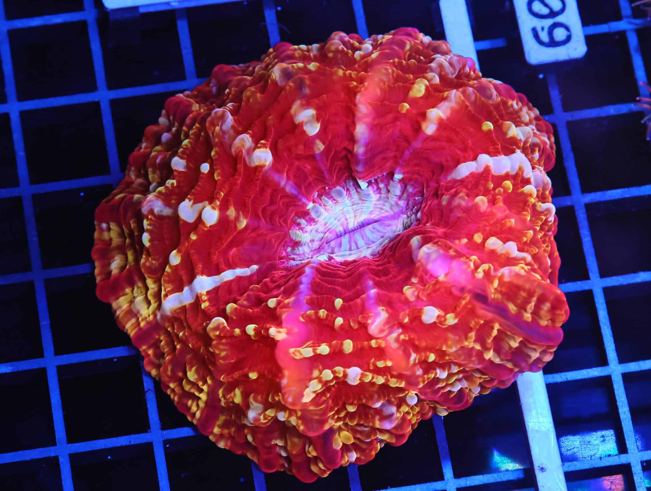 B04 -INDO FIRE JEWEL CYNARINA