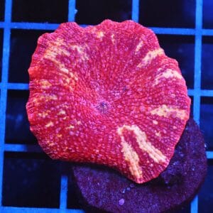 B06 -TIGER LILLY DISCO MUSHROOM