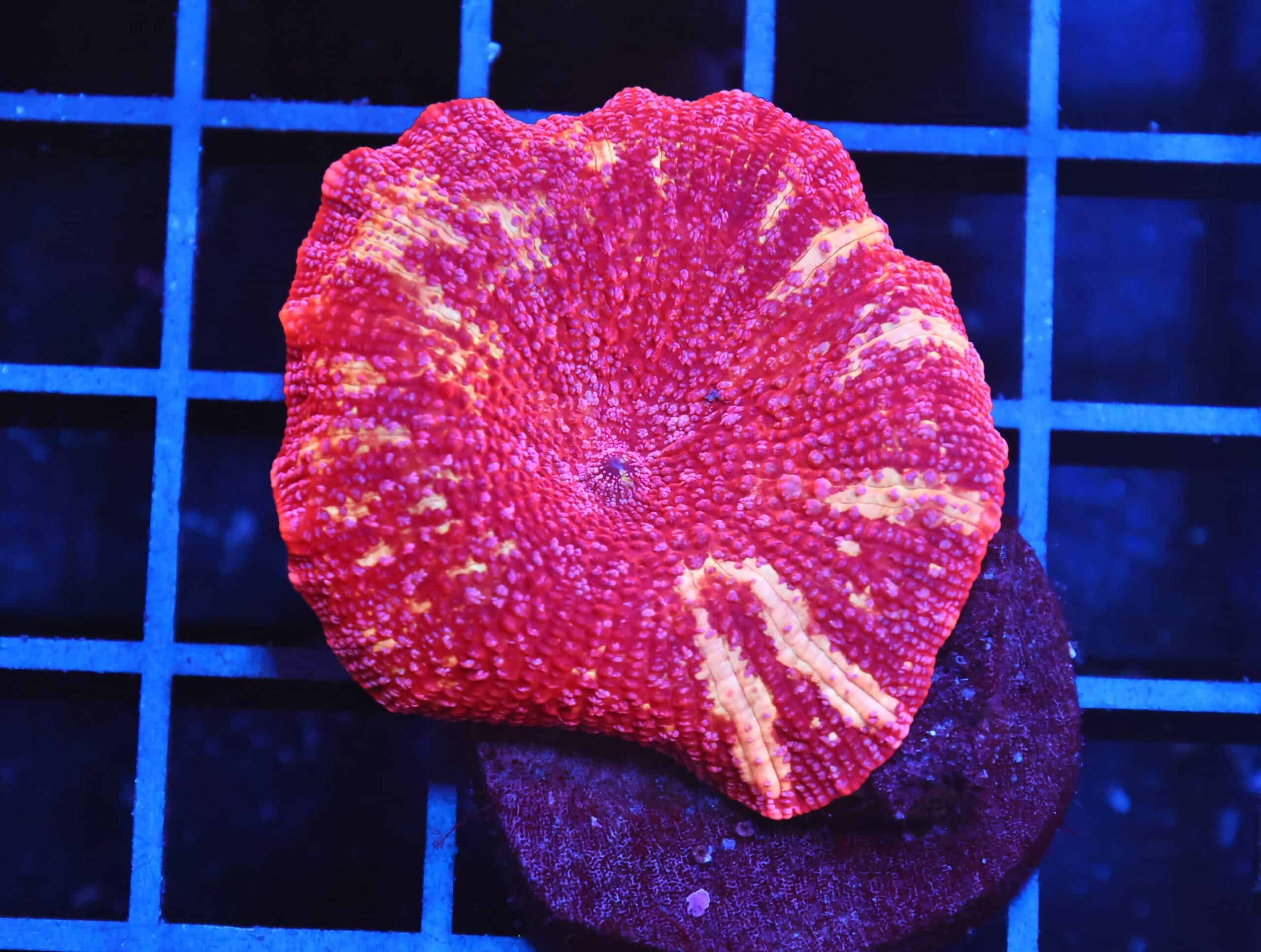 B06 -TIGER LILLY DISCO MUSHROOM