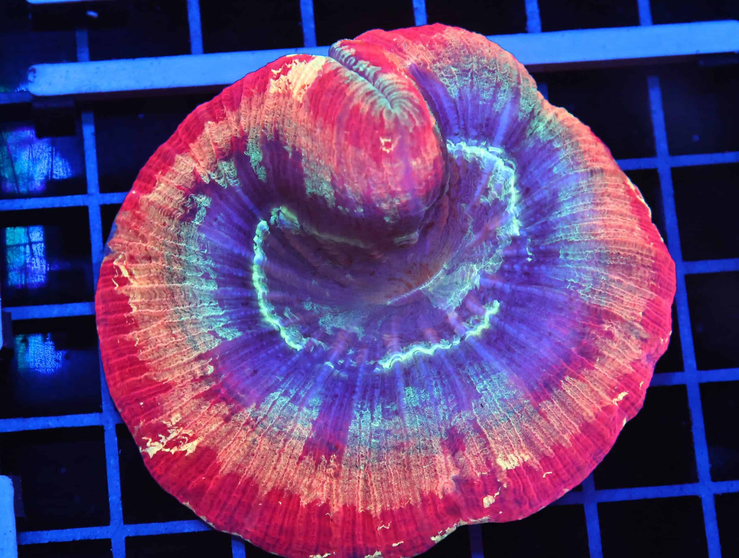 B08 -INDO RAINBOW TRACHY