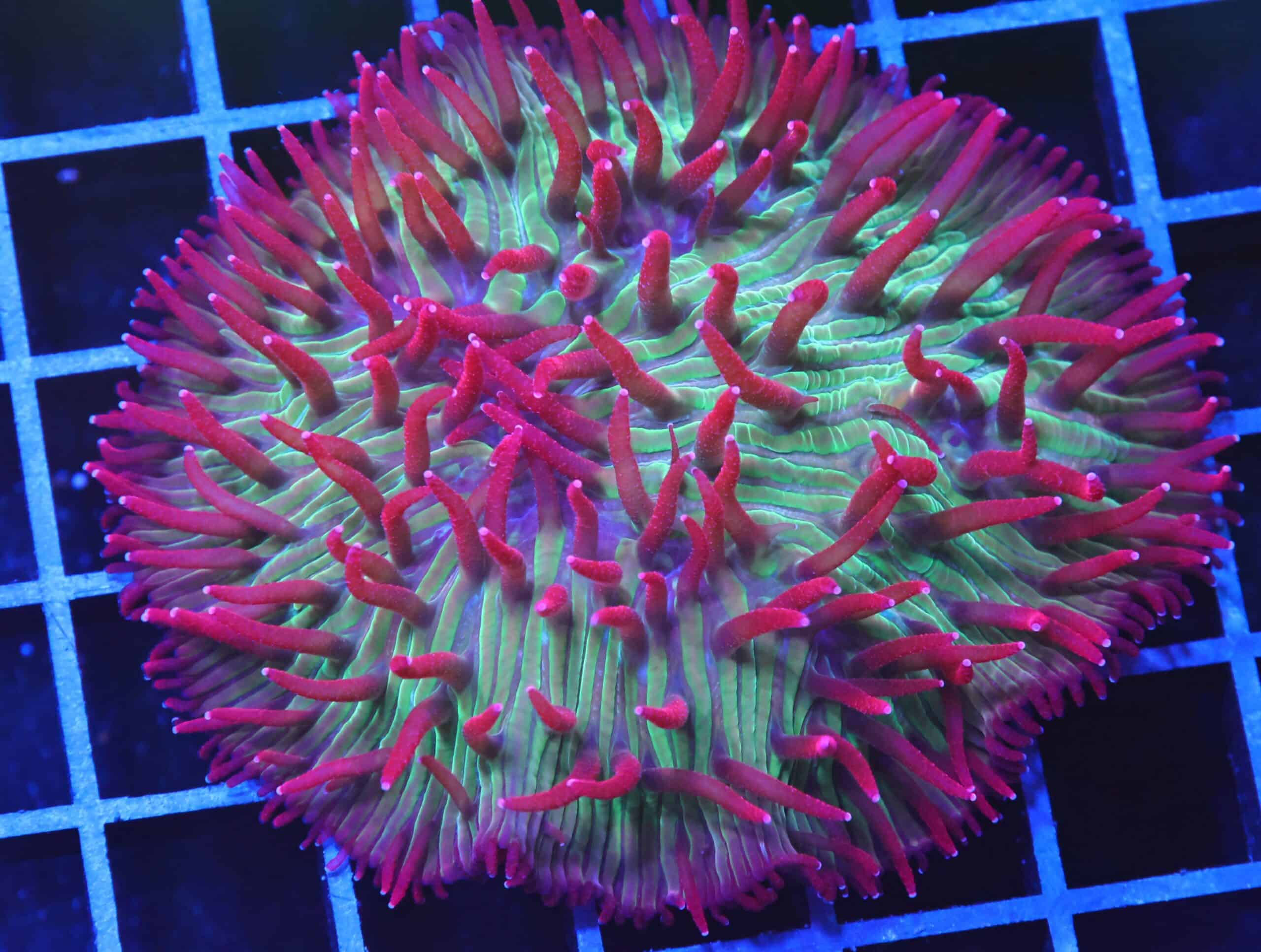 B100 - INDO WATERMELON JOLLY RANCHER DIASERIS