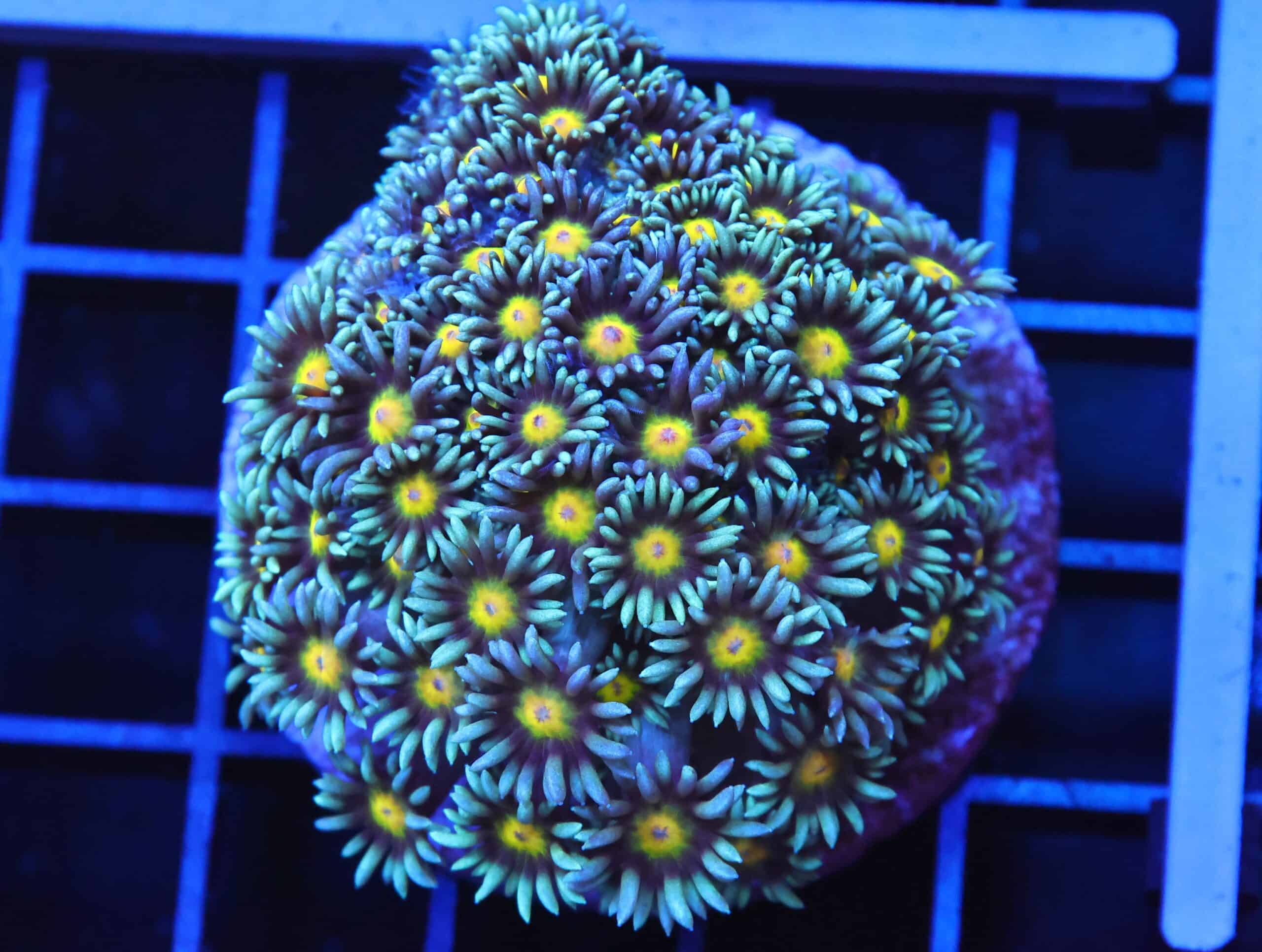 B103 - INDO YELLOW SNOWCONE GONIOPORA