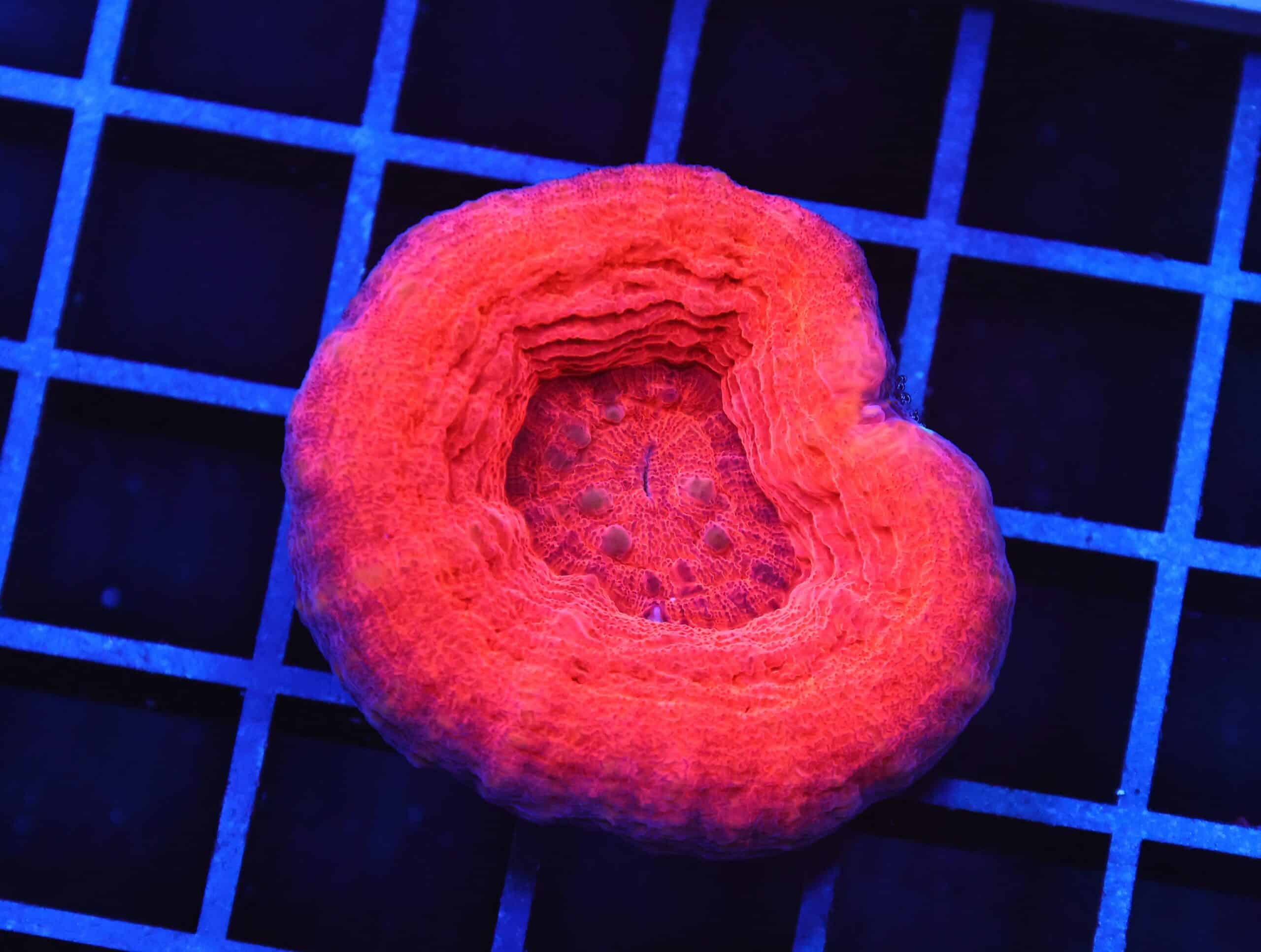 B102 - AUSSIE ULTRA RED SCOLYMIA AUSTRALIS