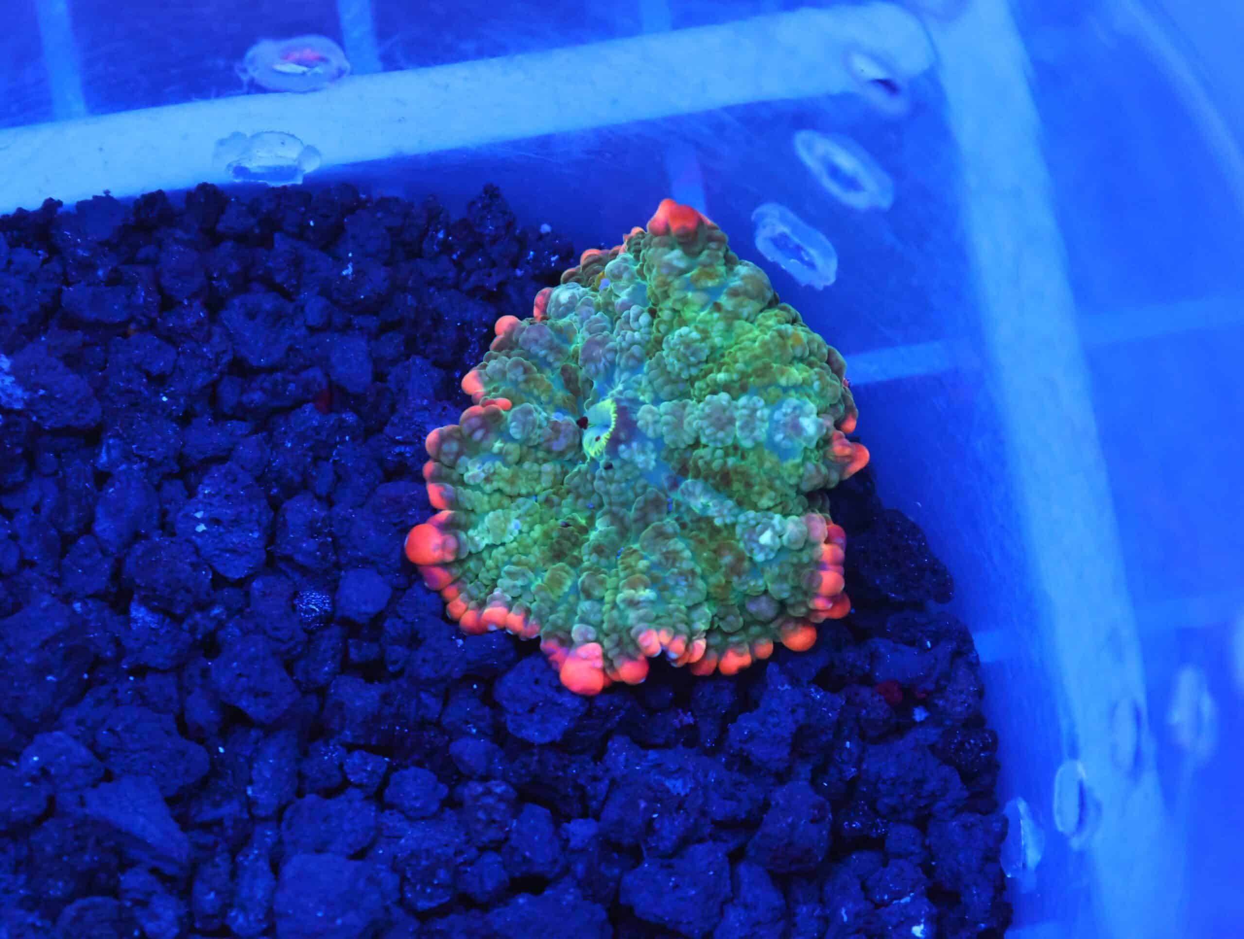 B101 - FRANKENSTEIN CARPET RHODACTIS MUSHROOM