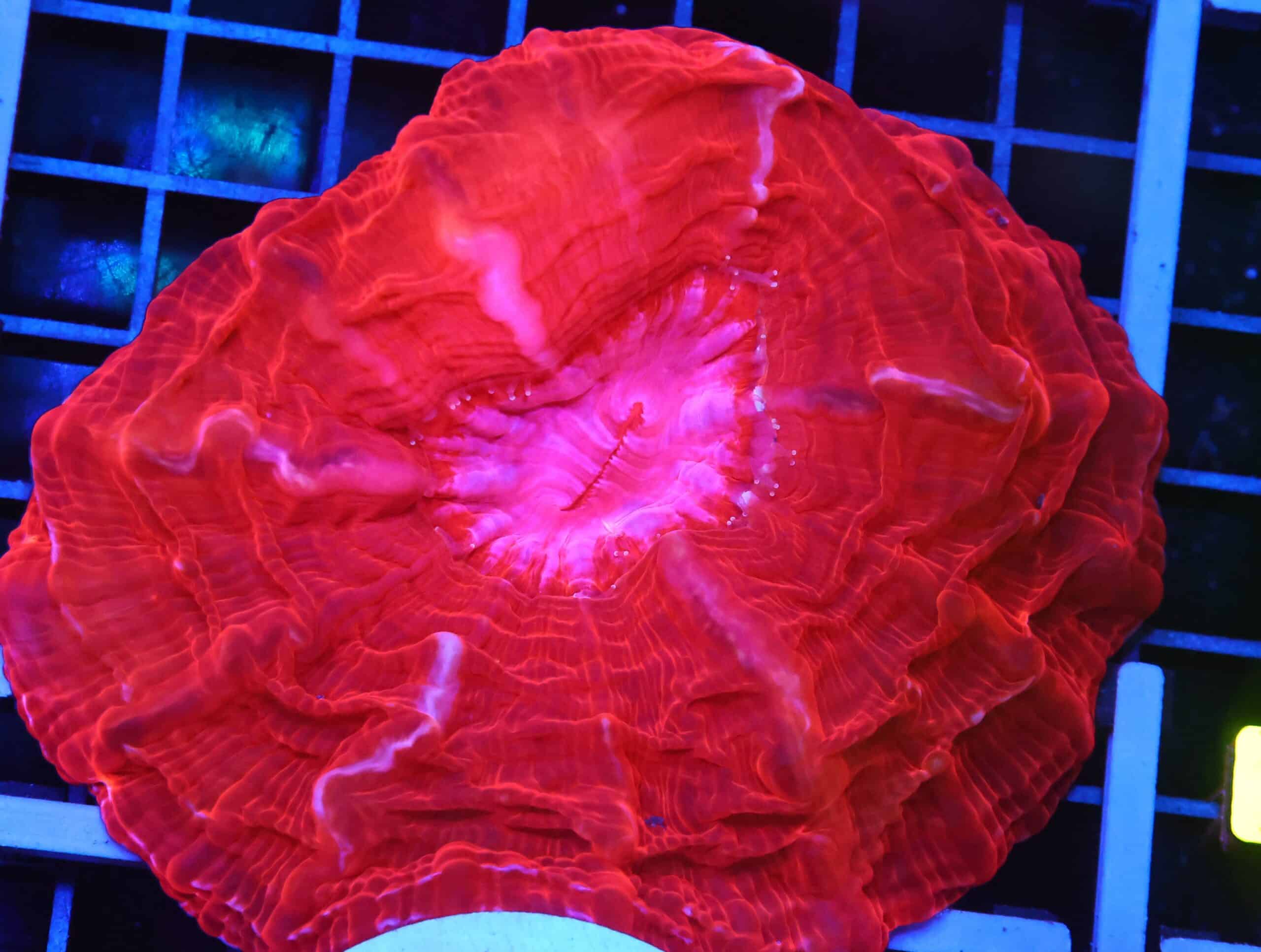 B104 - INDO RUBY RED CYNARINA