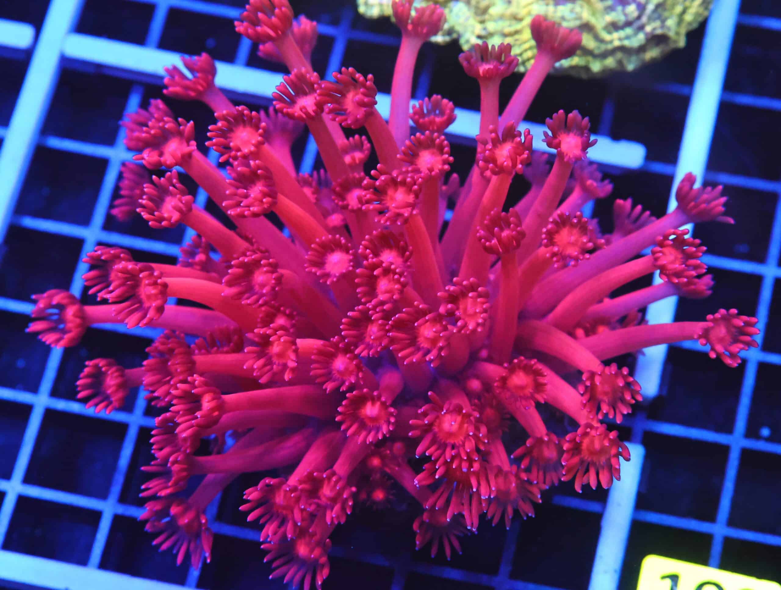 B107 - INDO CHERRY BLOSSOM GONIOPORA