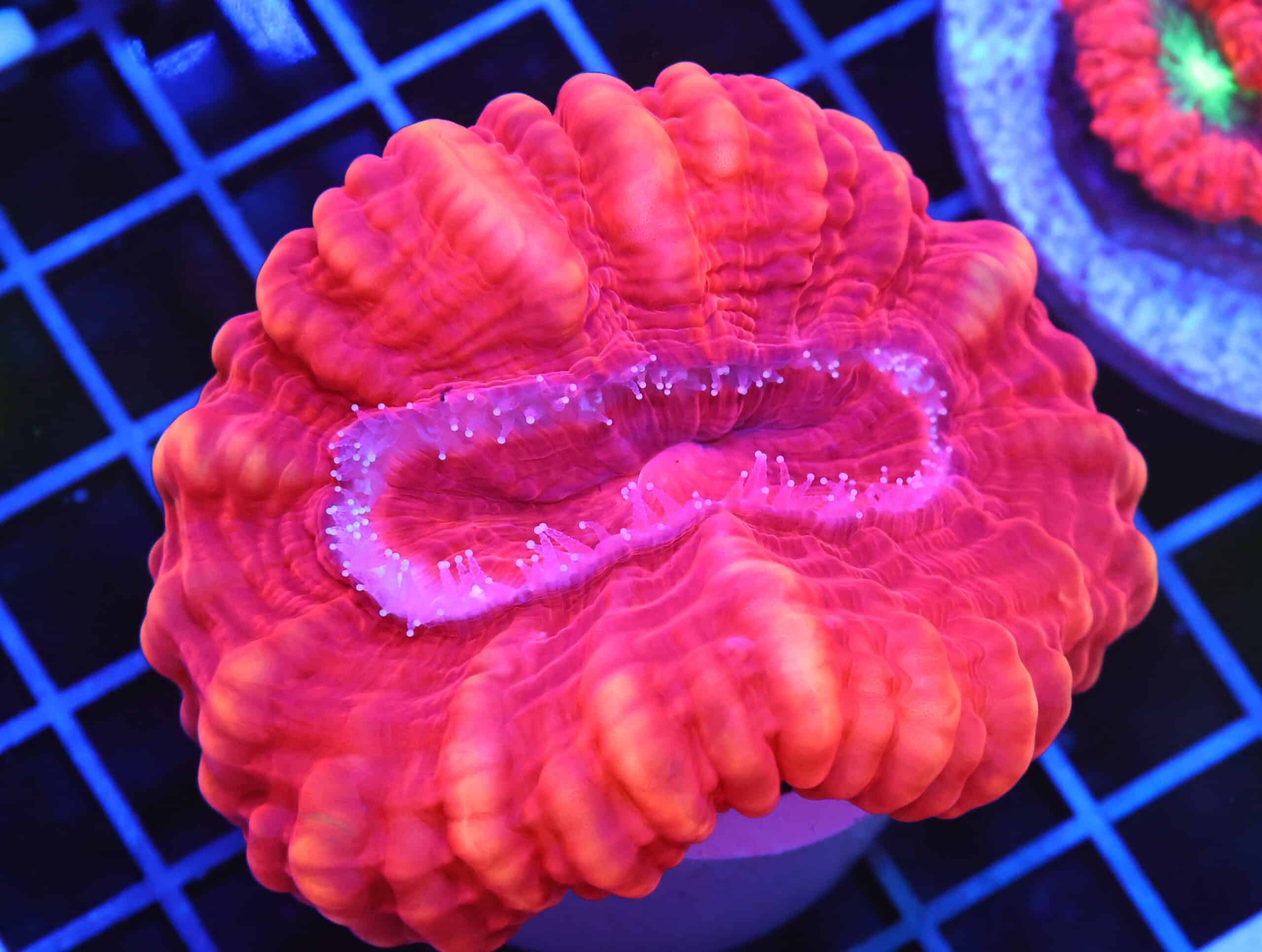 B108 - INDO RED HOT CYNARINA