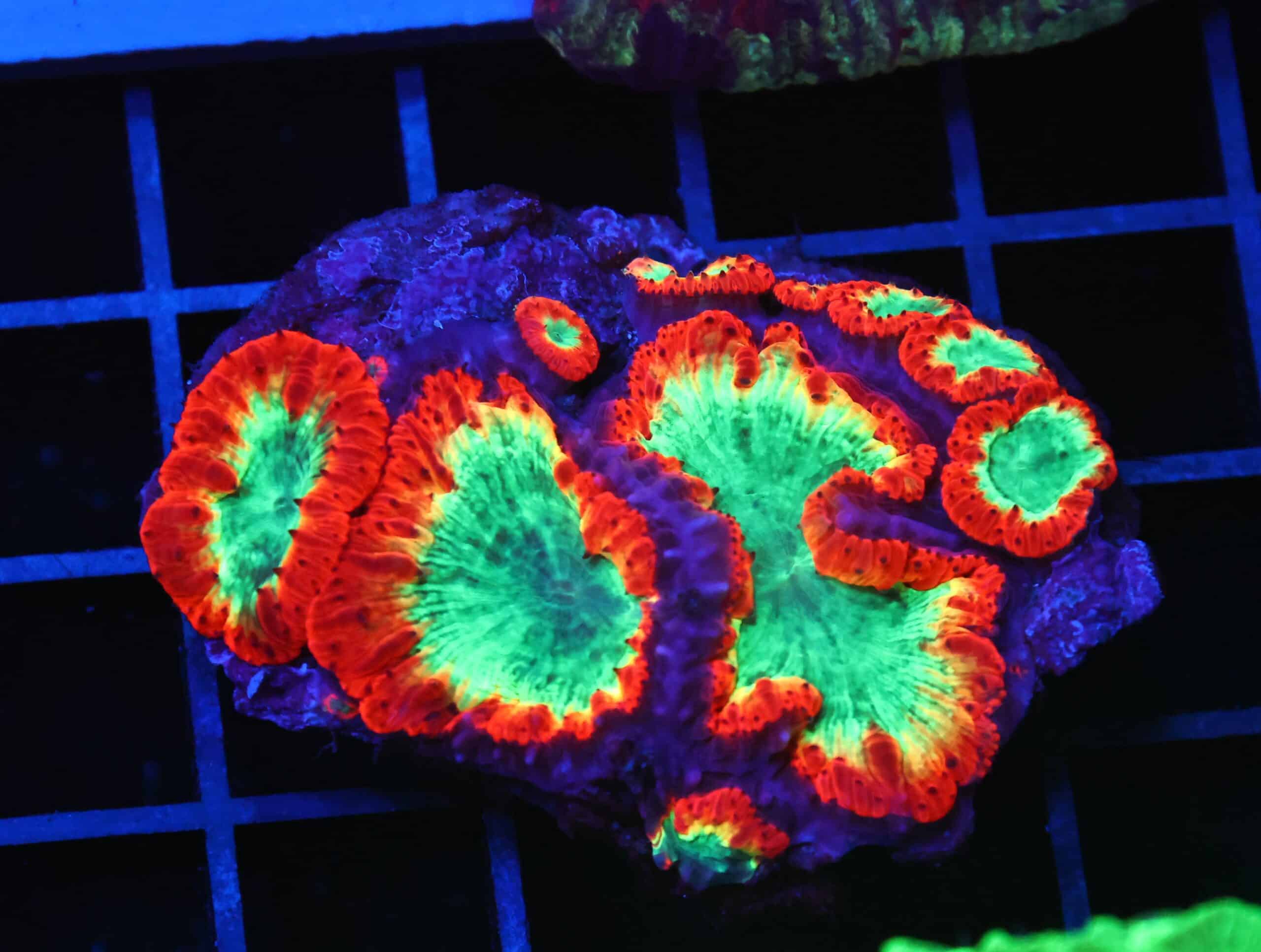 B110 - INDO CRIMSON GLOWLIGHT BLASTO