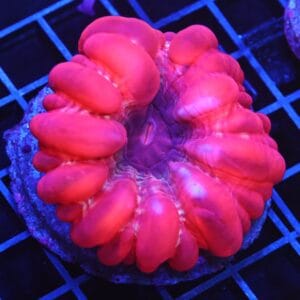 B111 - INDO RUBY RED CYNARINA