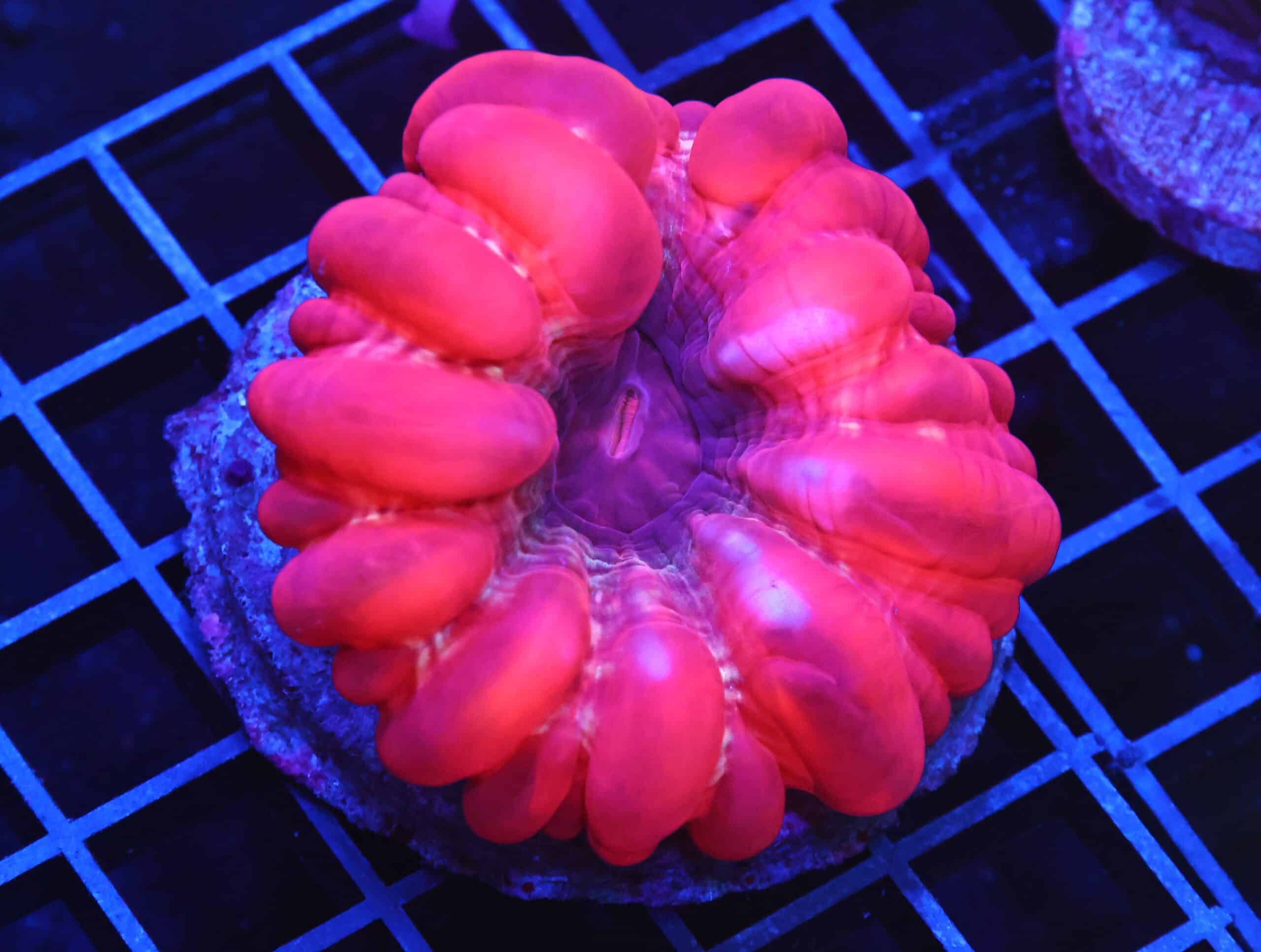 B111 - INDO RUBY RED CYNARINA