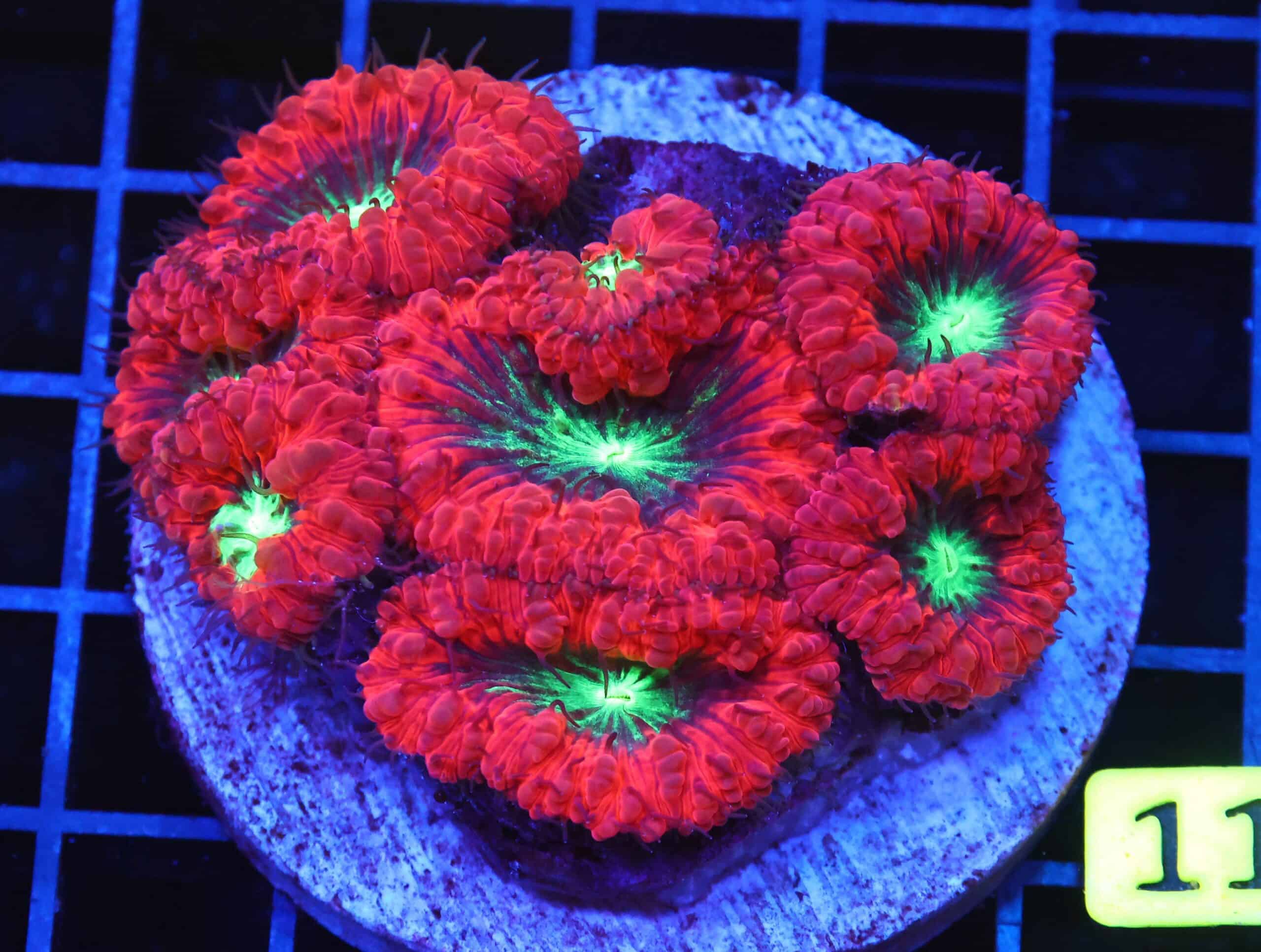 B113 - INDO CRIMSON NEON EYE BLASTO