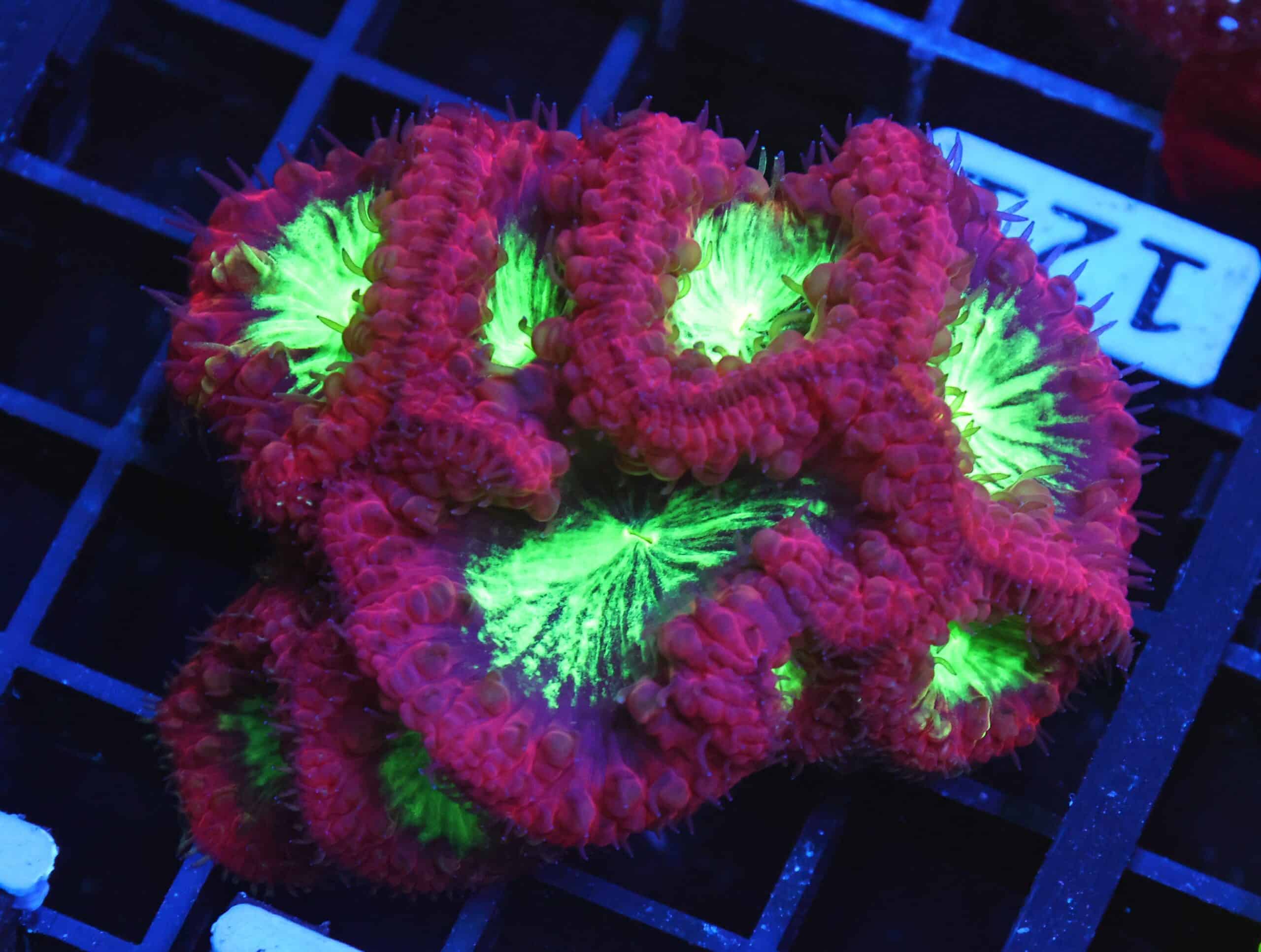 B121 - INDO CRIMSON GLOWLIGHT BLASTO