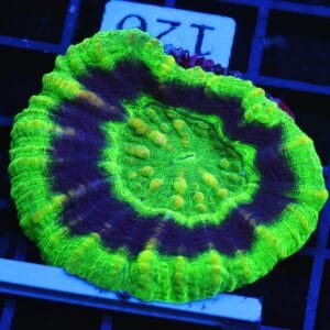 B120 - AUSSIE UFO SCOLYMIA AUSTRALIS