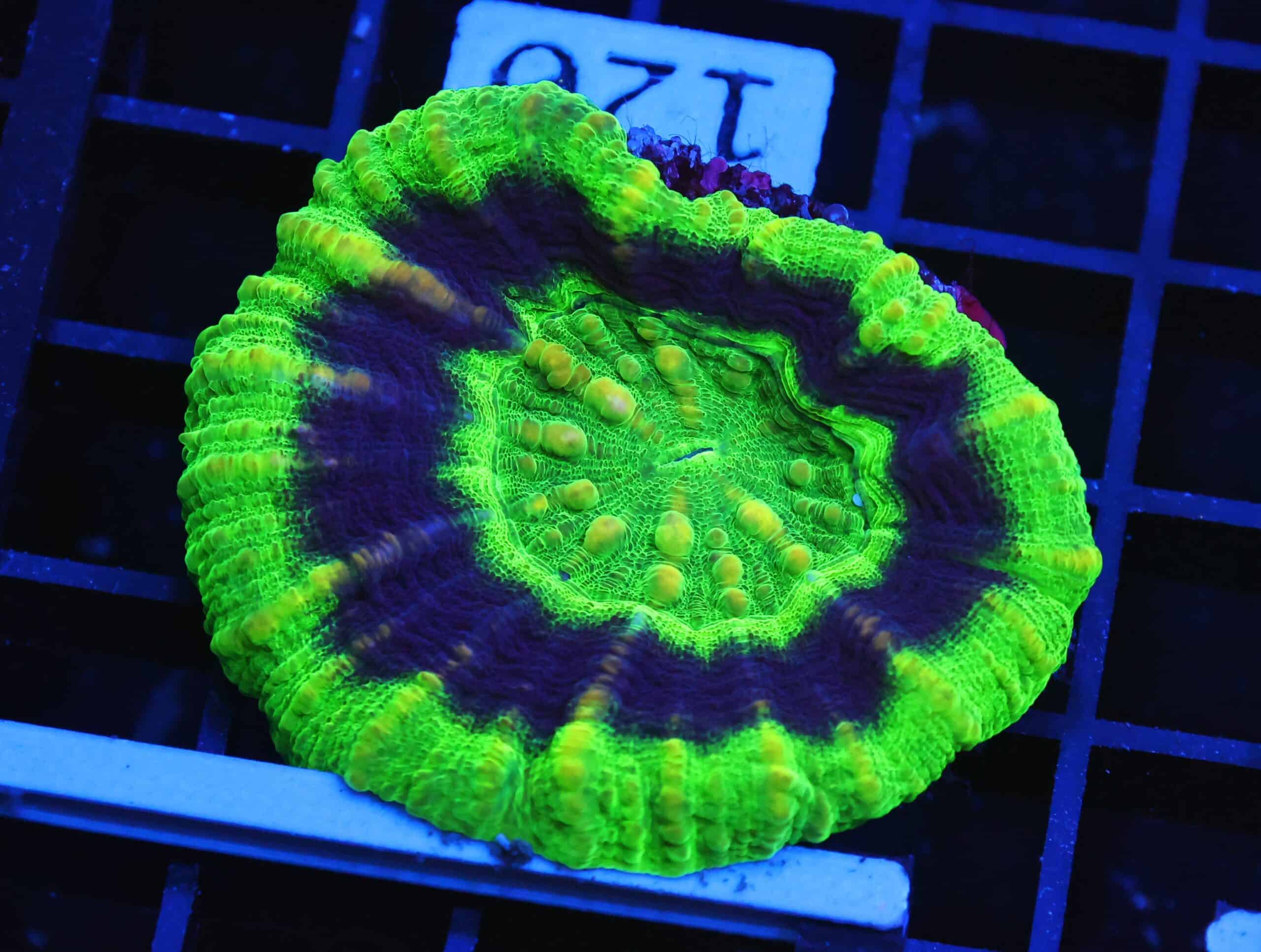 B120 - AUSSIE UFO SCOLYMIA AUSTRALIS