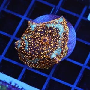 B122 - INTERSTELLAR DISCO MUSHROOM CULTURED