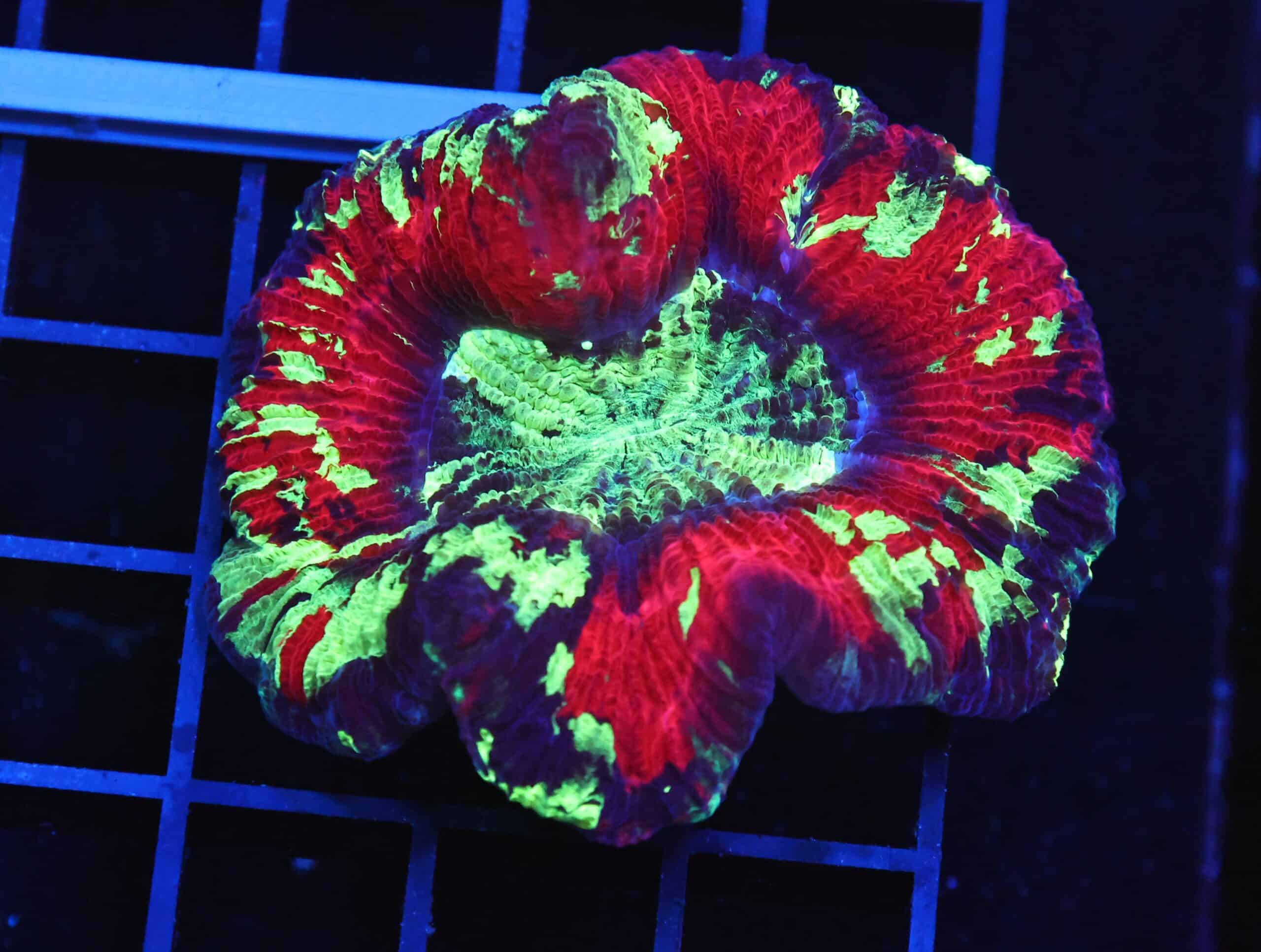 B123 - INDO NUCLEAR BLAST TRACHY