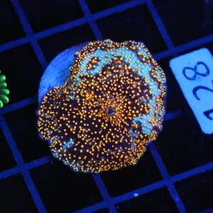 B128 - INTERSTELLAR DISCO MUSHROOM CULTURED