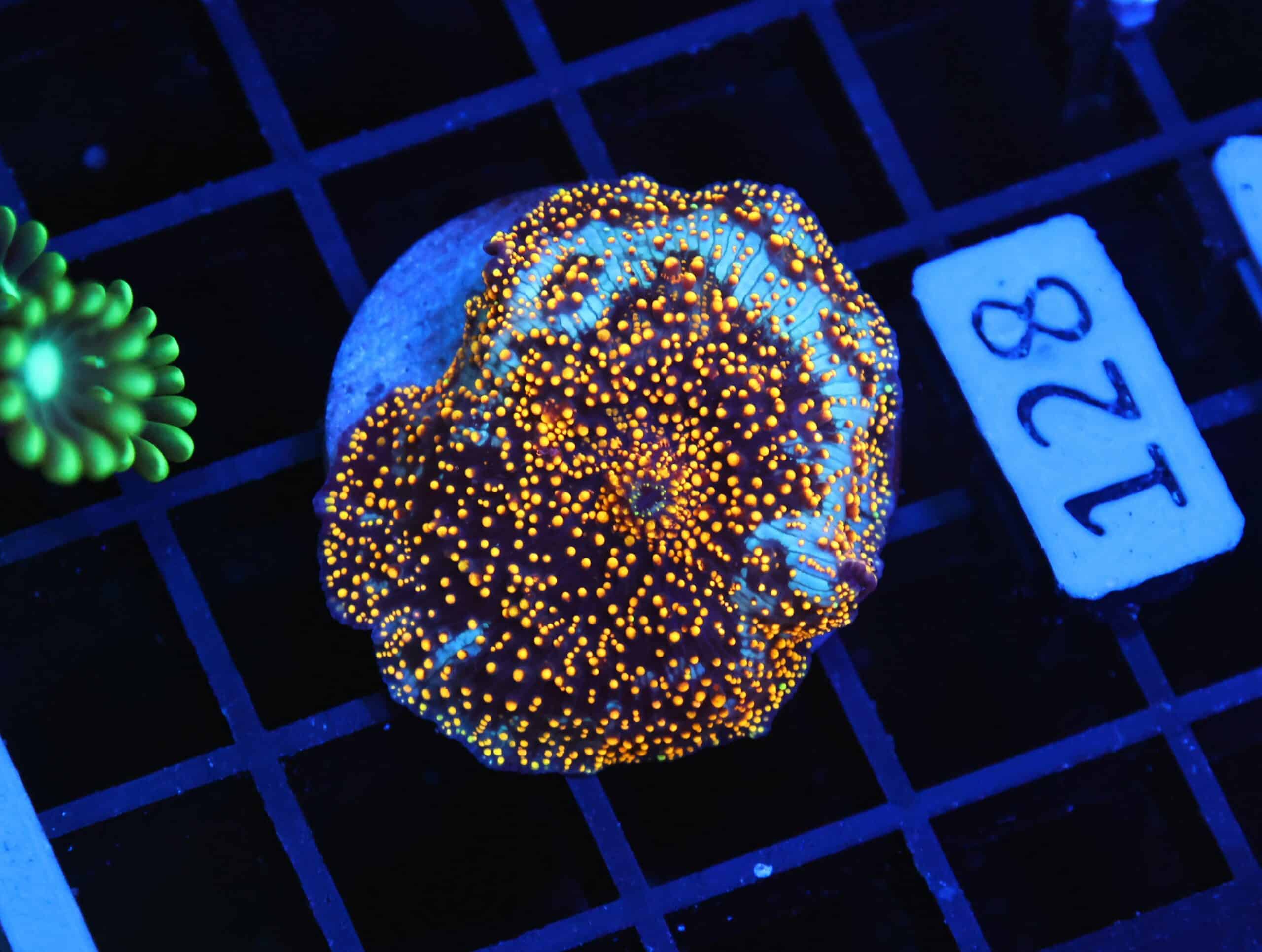 B128 - INTERSTELLAR DISCO MUSHROOM CULTURED