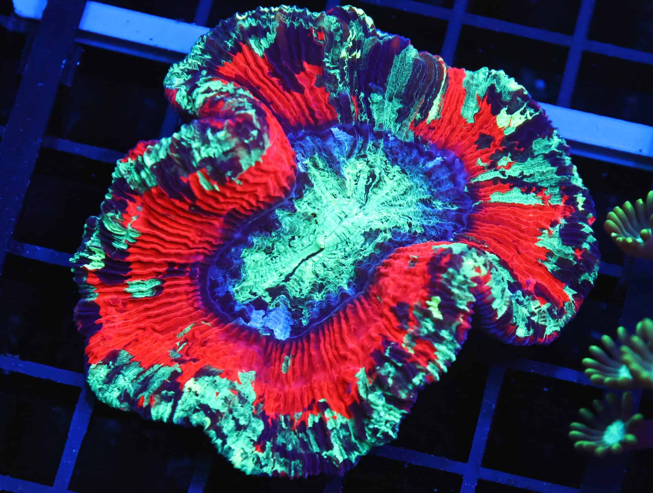 B126 - INDO NUCLEAR BLAST TRACHY