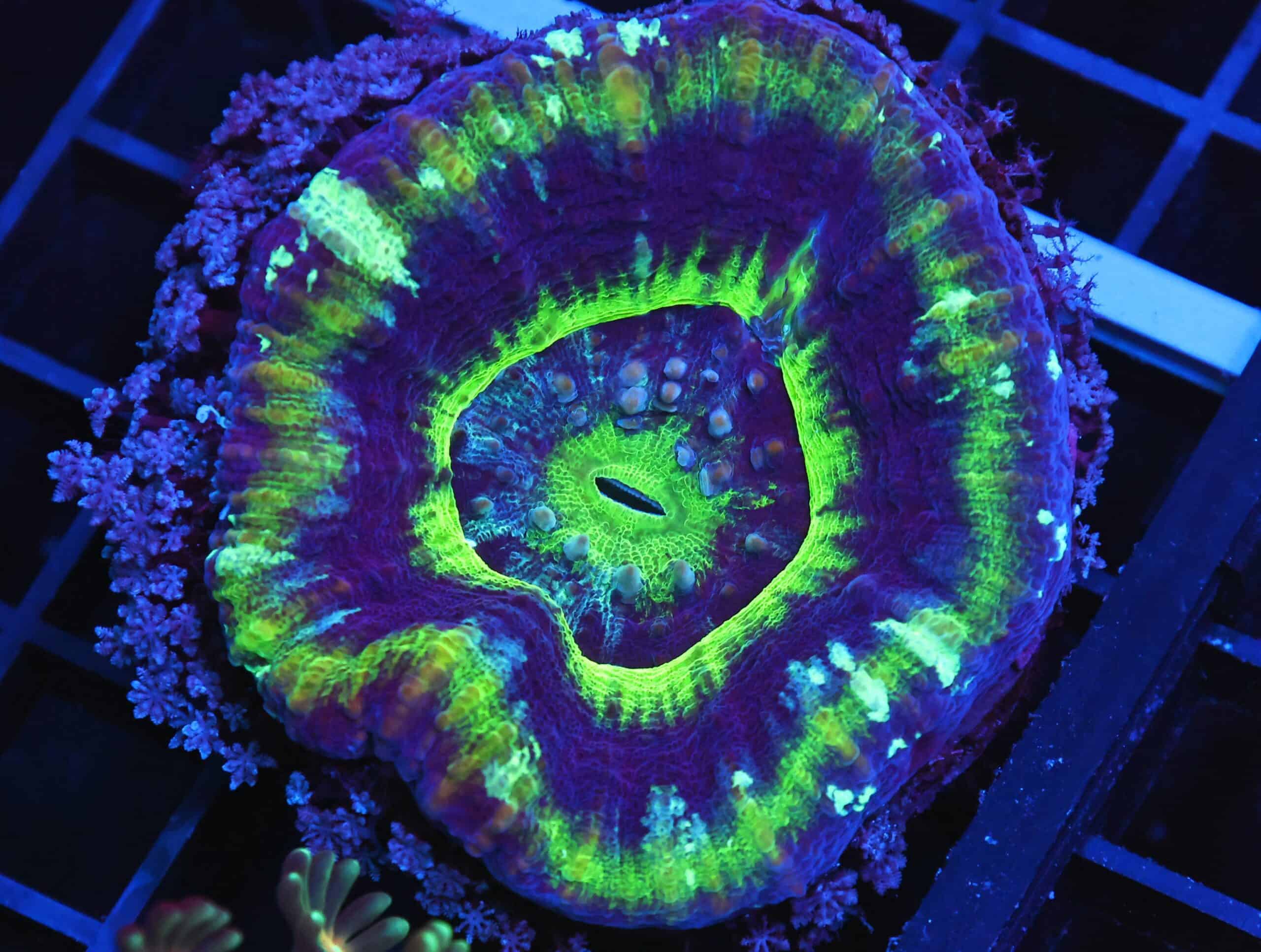 B129 - AUSSIE UFO SCOLYMIA AUSTRALIS