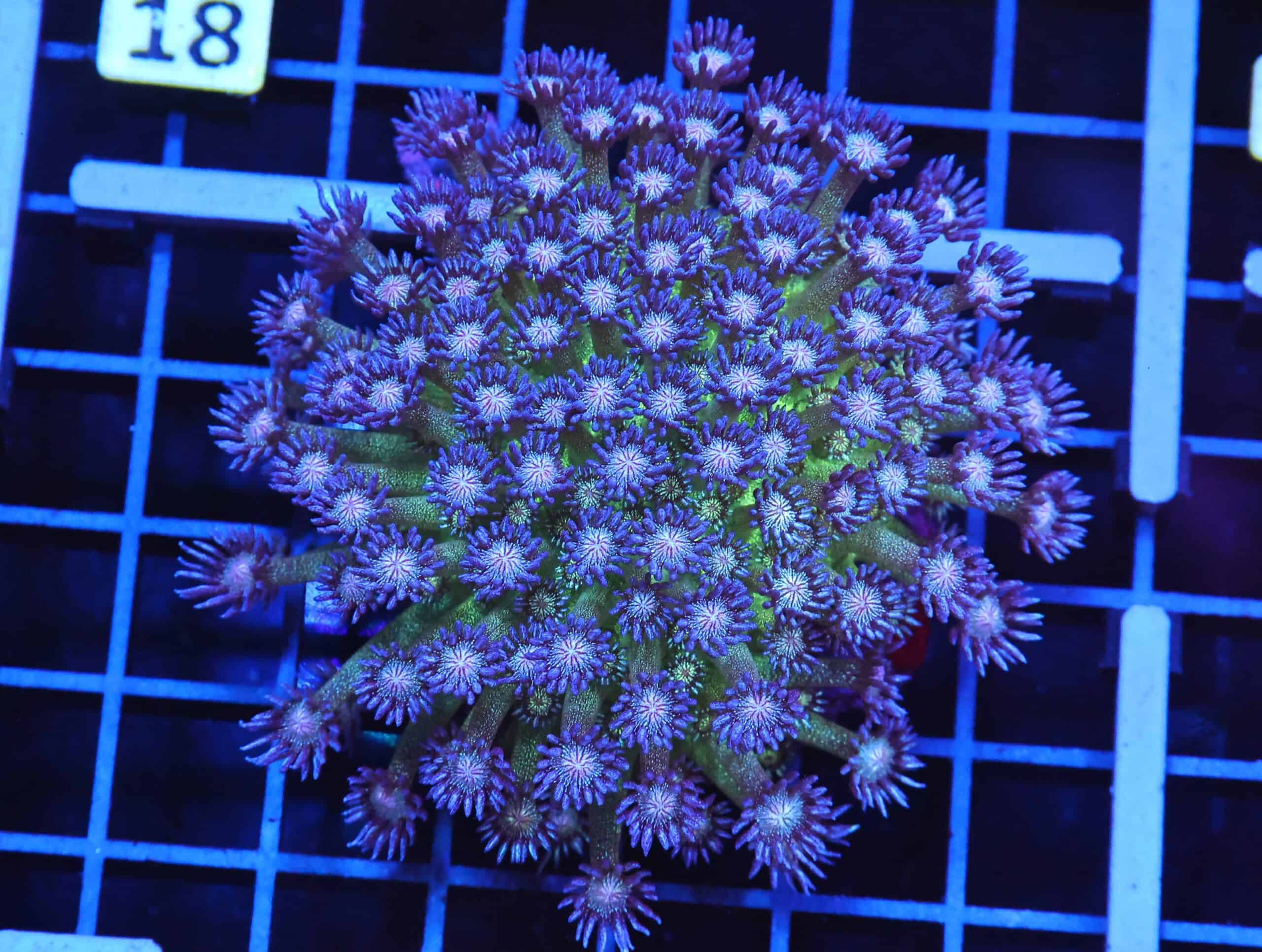 B13 -INDO GLITTER BOMB GONIOPORA