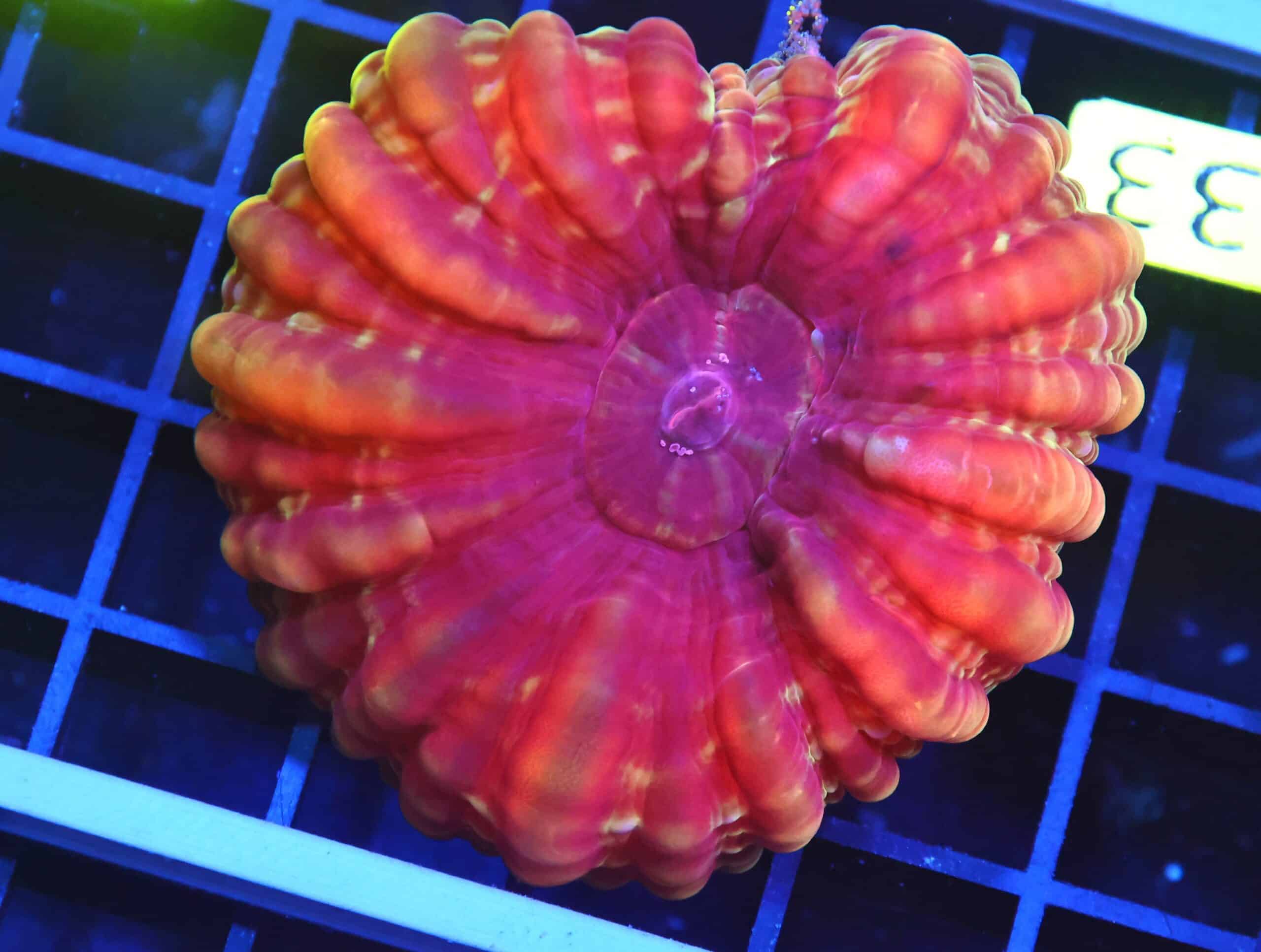 B133 - INDO RED HOT CYNARINA