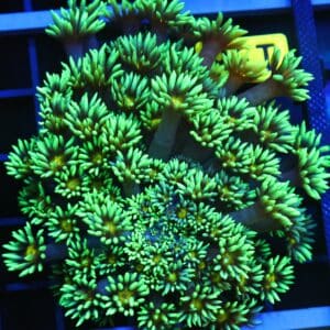 B138 - INDO YELLOW SNOWCONE GONIOPORA