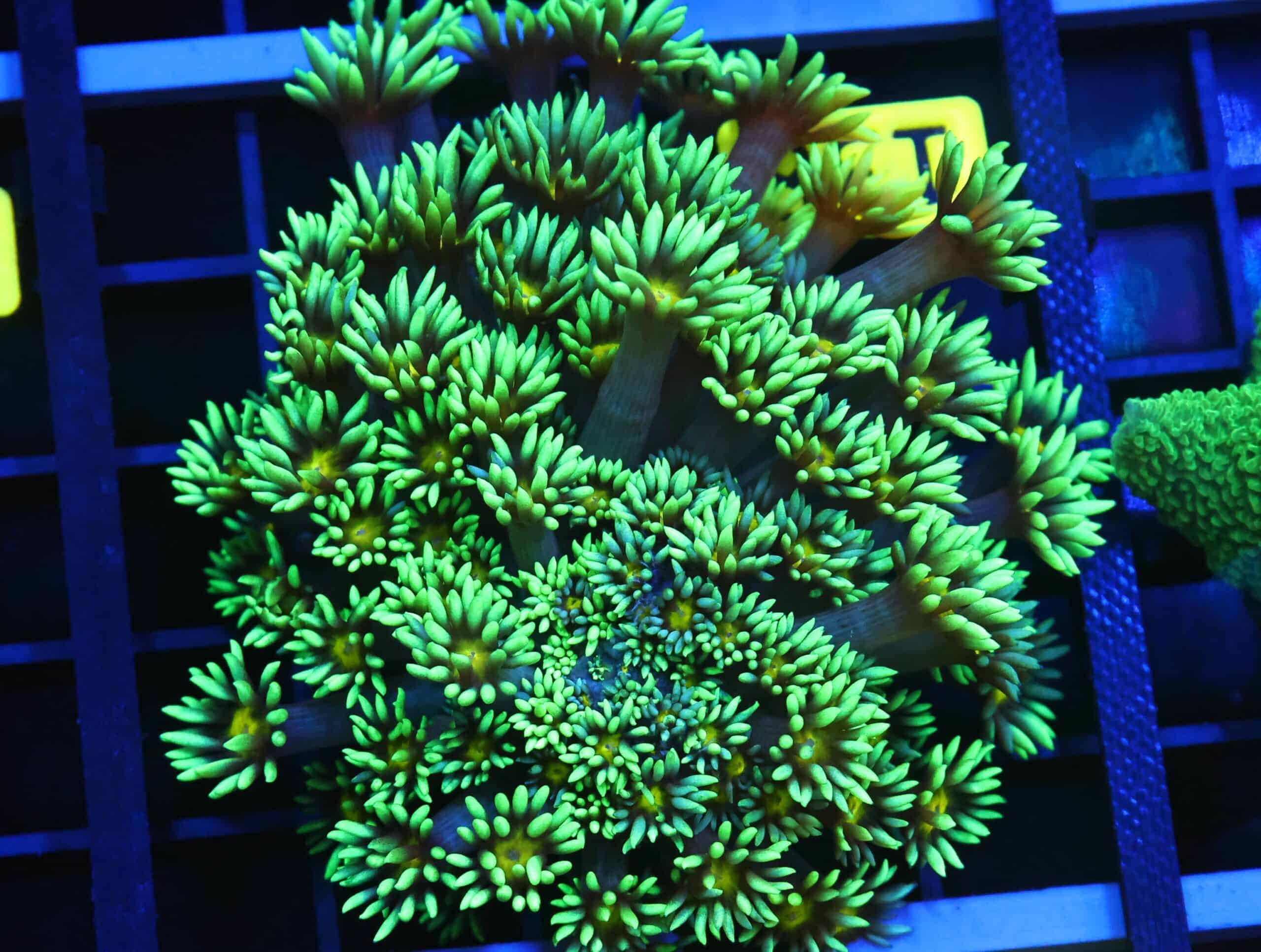 B138 - INDO YELLOW SNOWCONE GONIOPORA