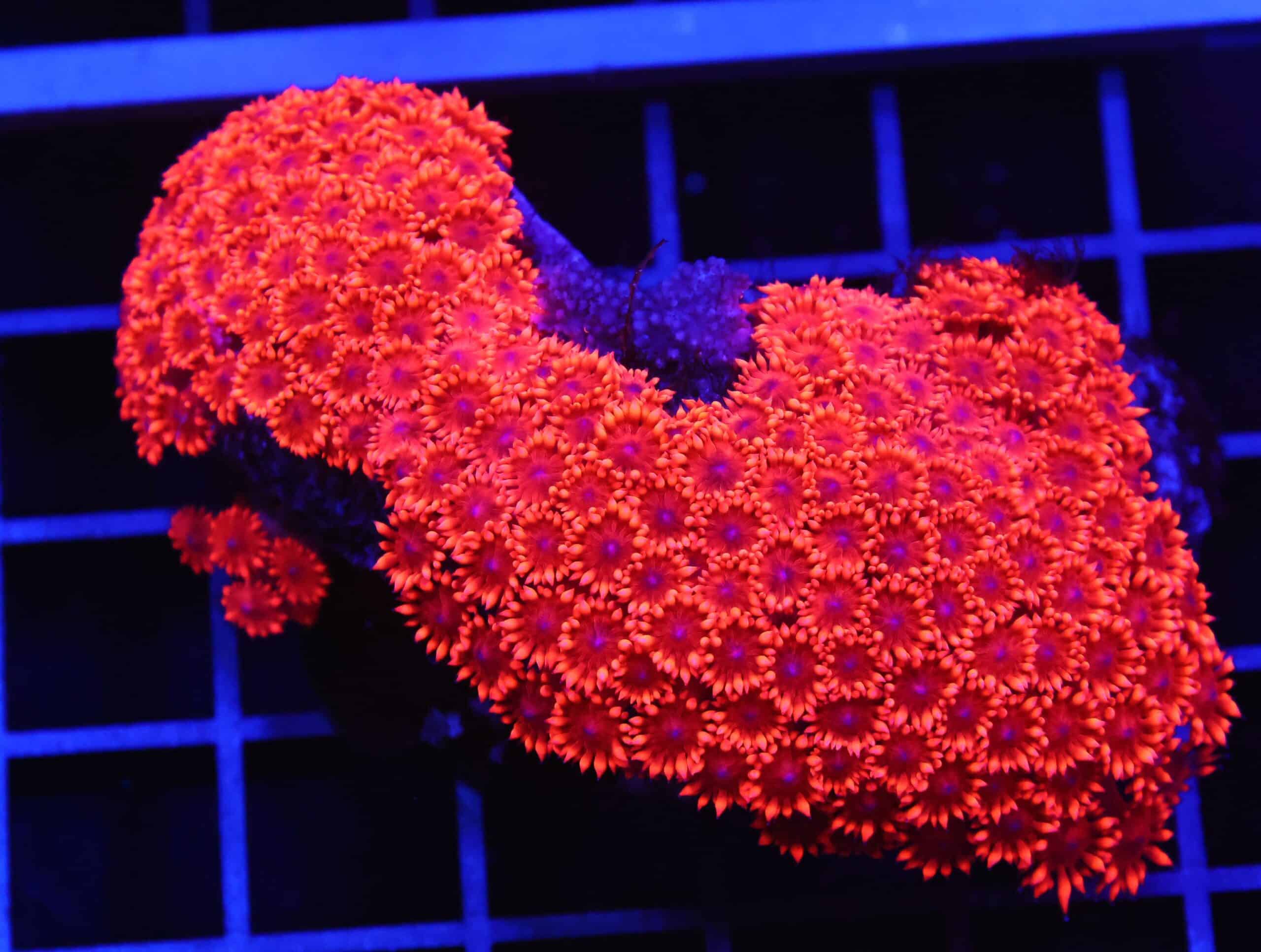 B14 -INDO RED HOT GONIOPORA