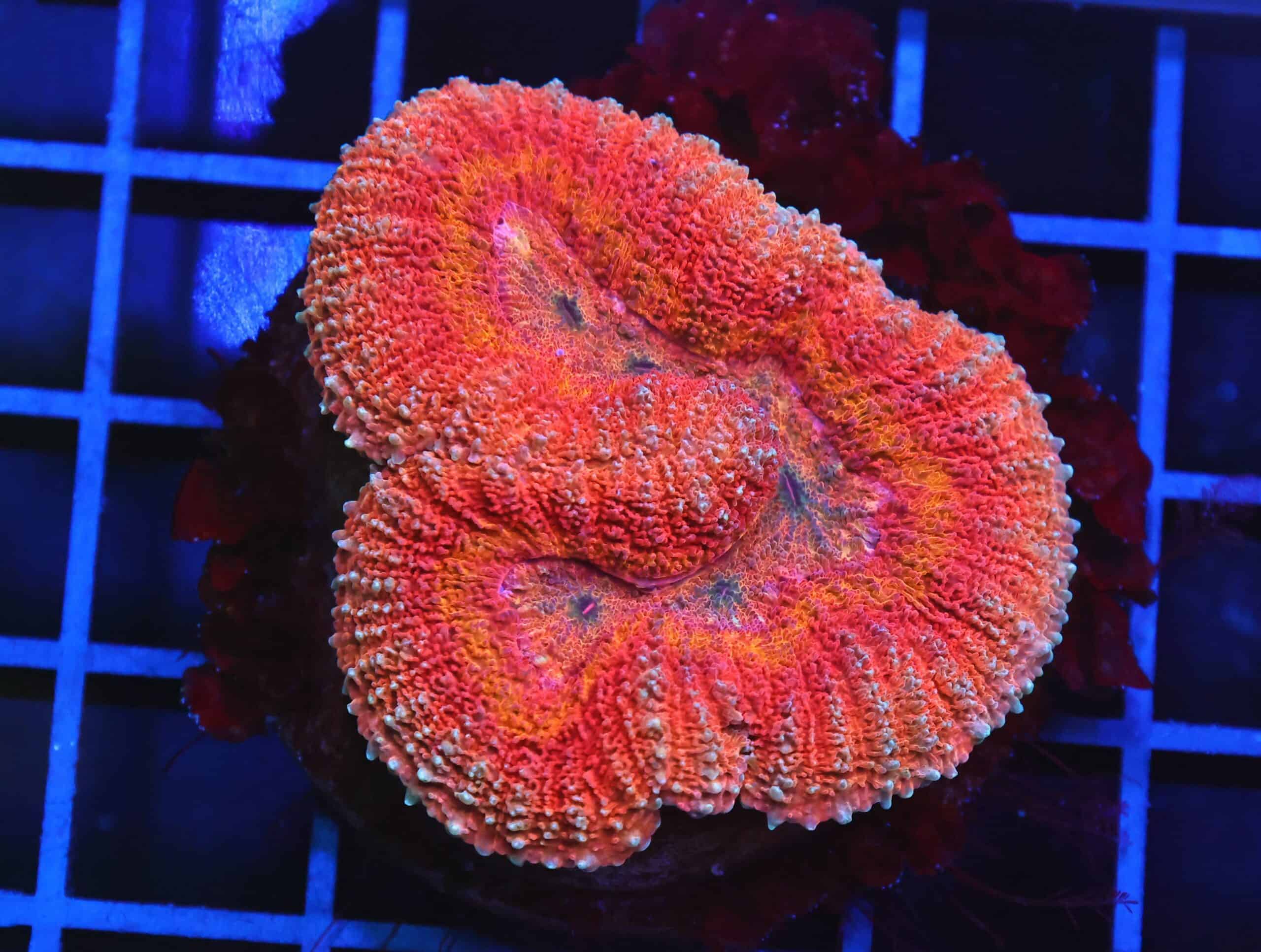 B140 - INDO DRAGON FIRE SYMPHYLLIA