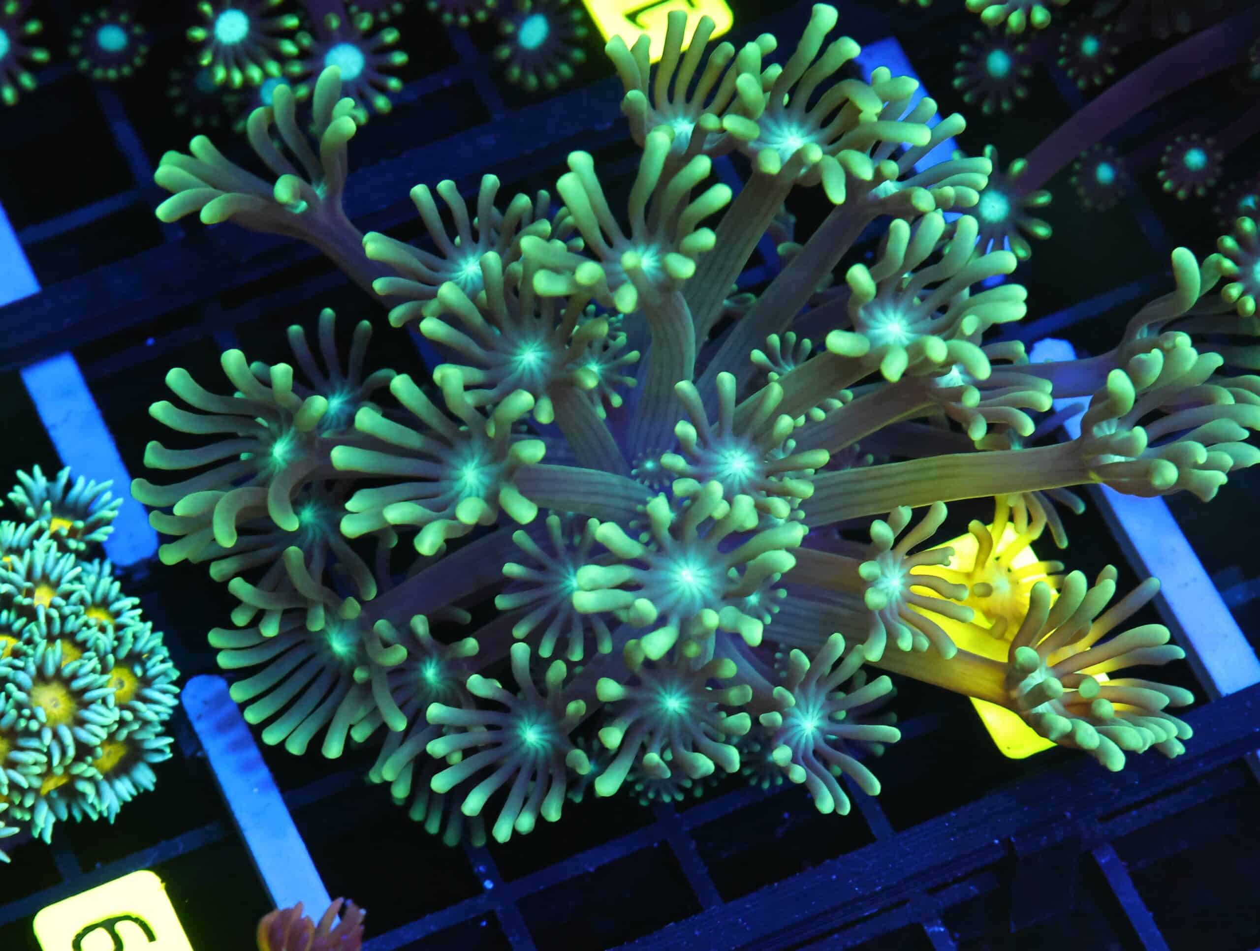 B142 - INDO METALLIC ALVEOPORA