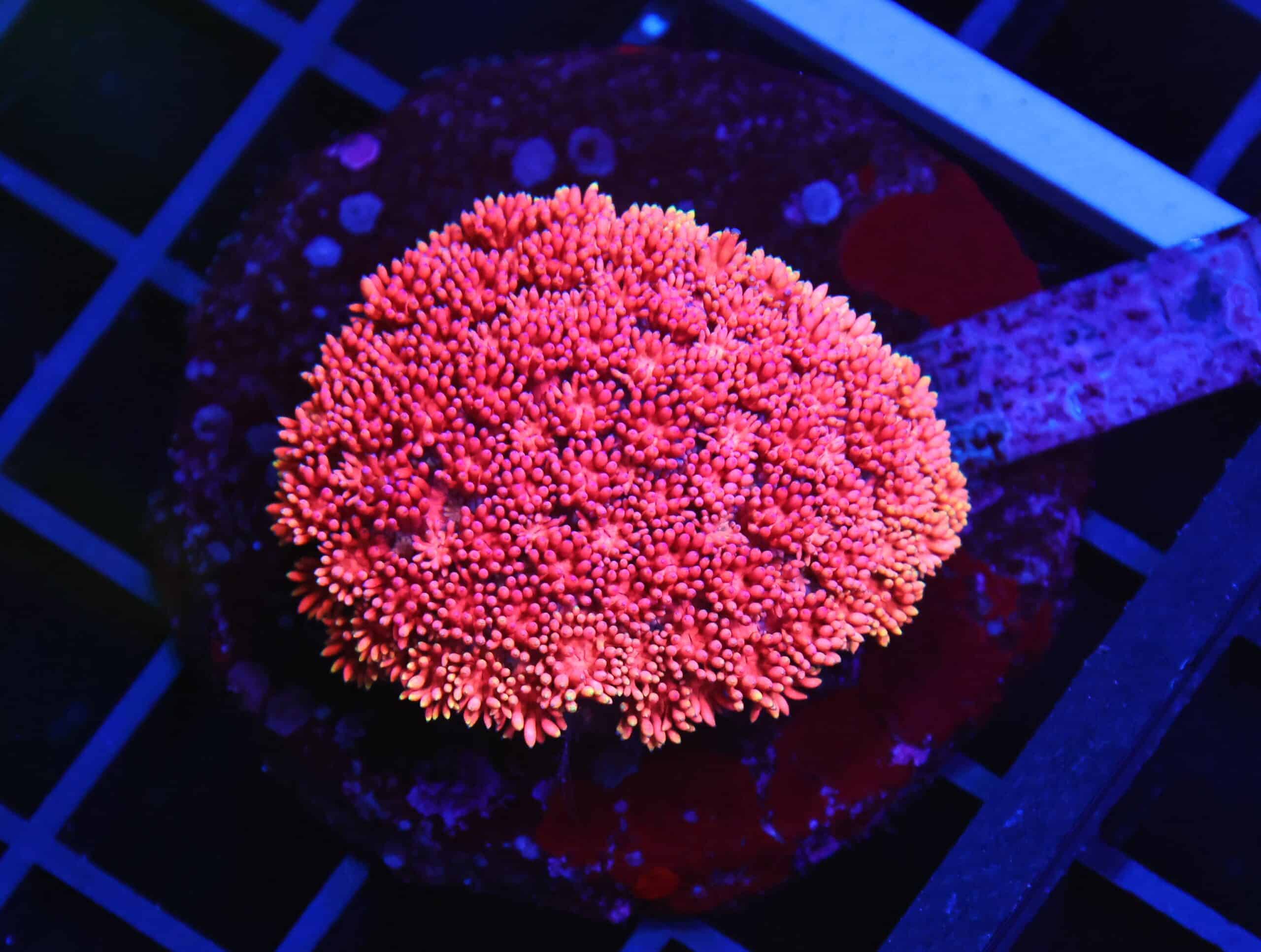 B147 - INDO PINK LADY GONIOPORA