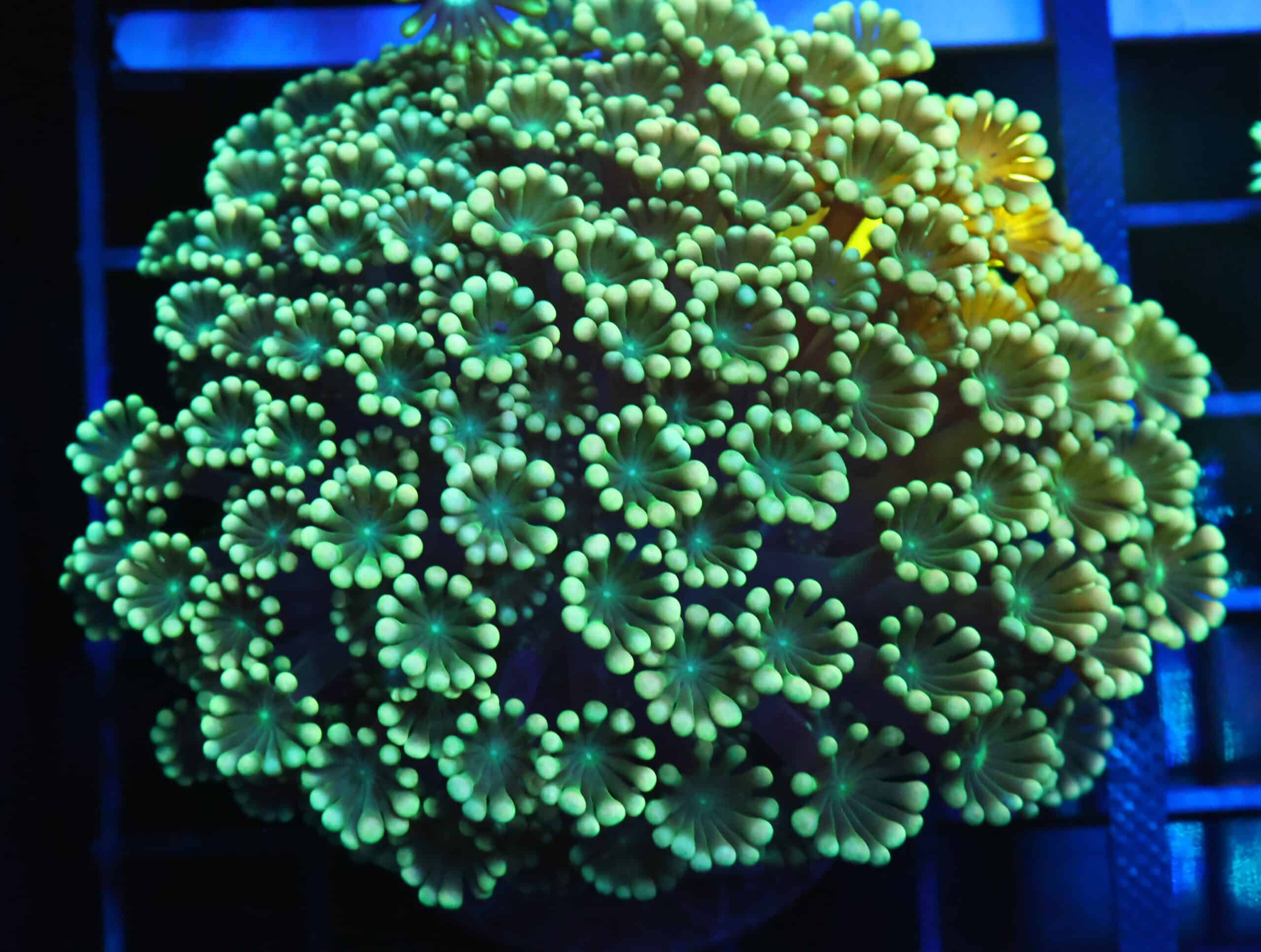 B150 - INDO FOREST DANCER ALVEOPORA