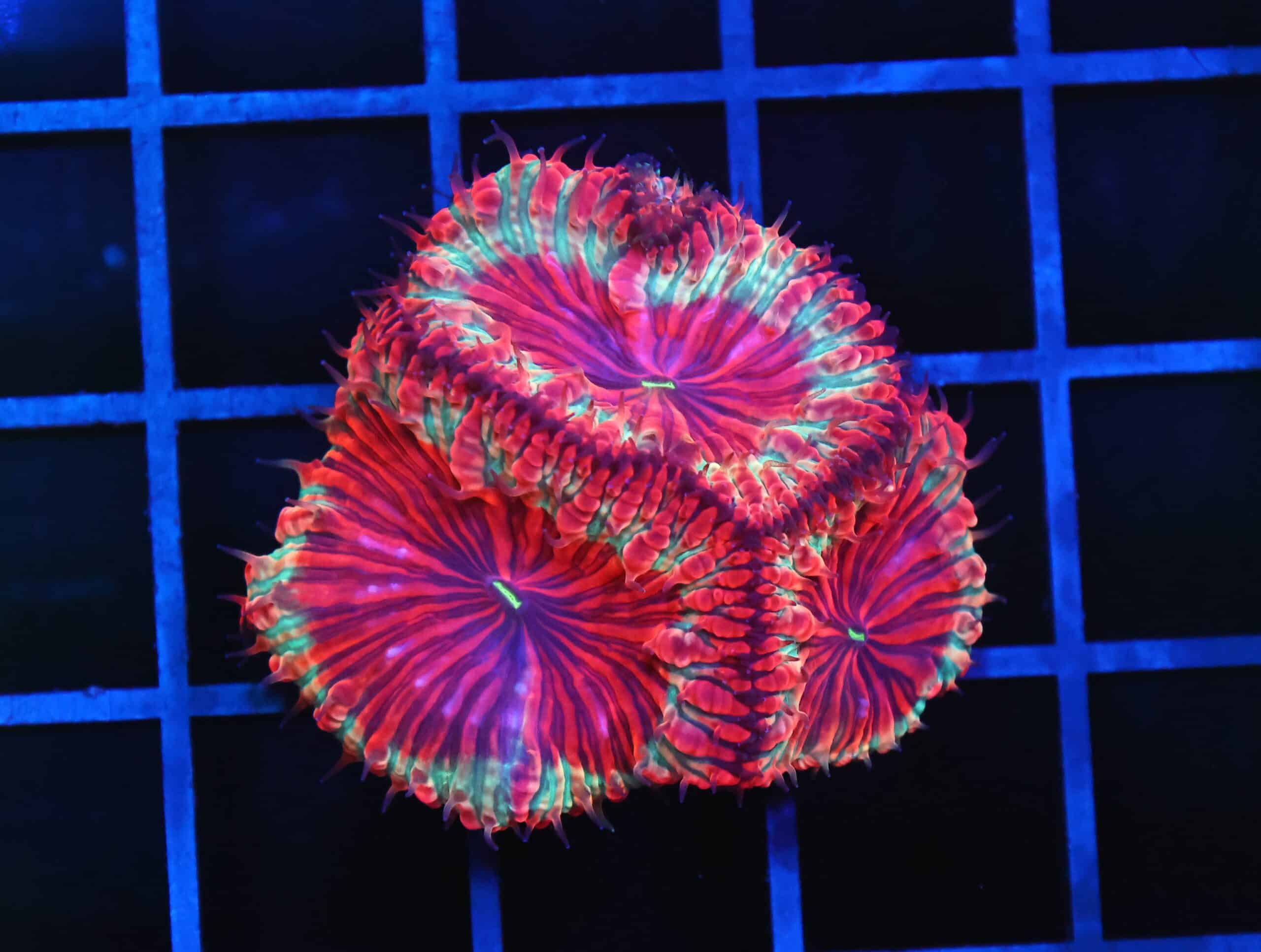 B154 - INDO CHRISTMAS SPARK BLASTO