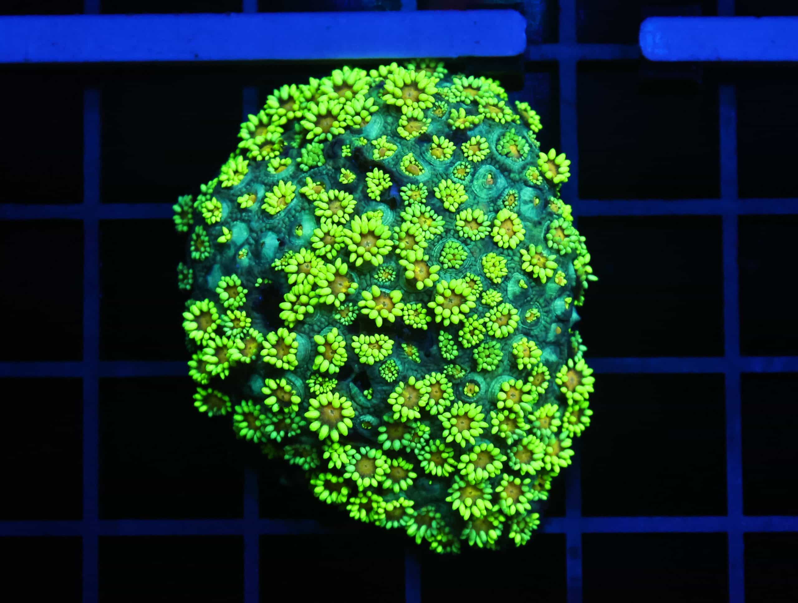 B155 - INDO YELLOW SNOWCONE GONIOPORA