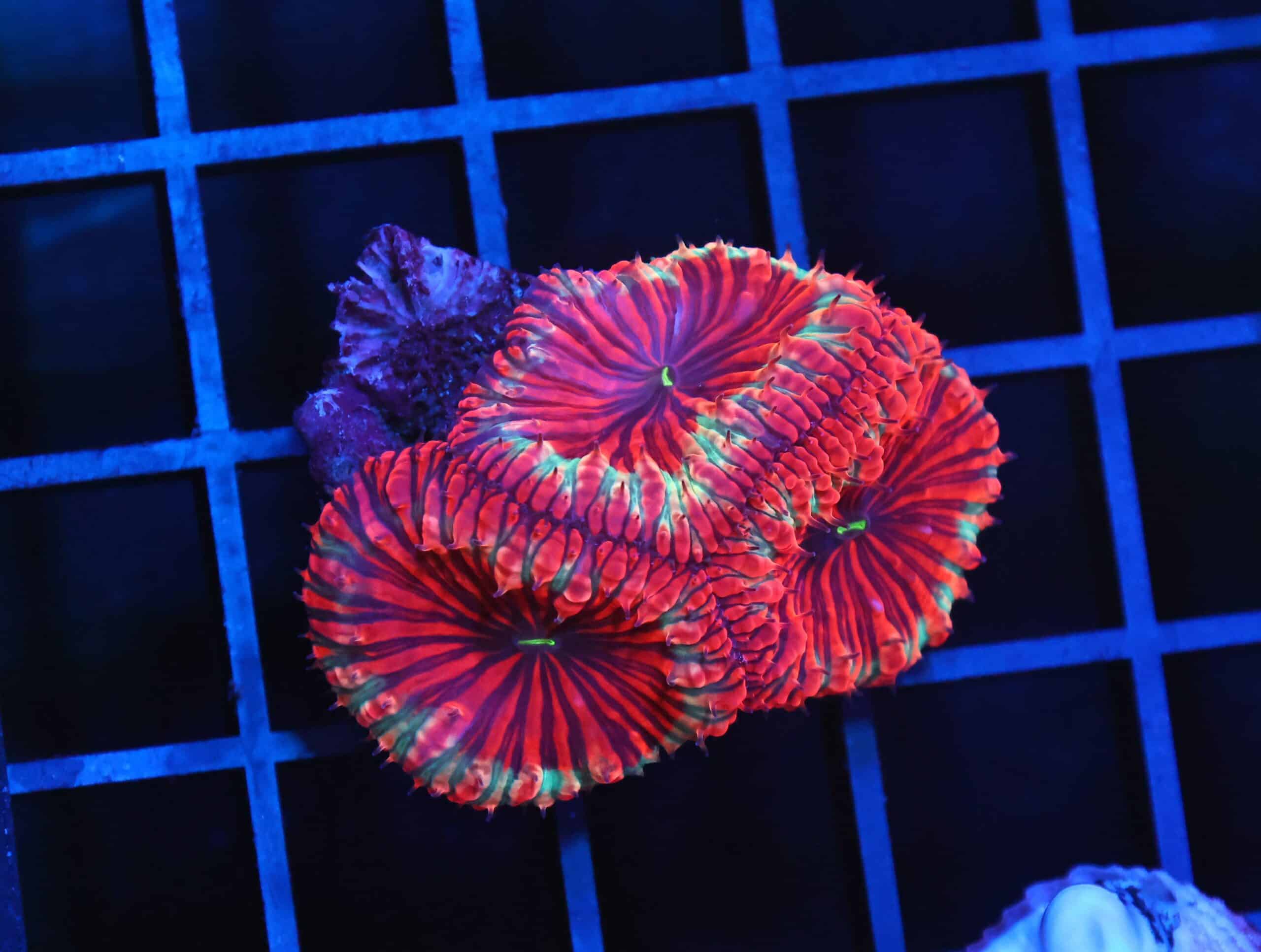 B156 - INDO CHRISTMAS SPARK BLASTO