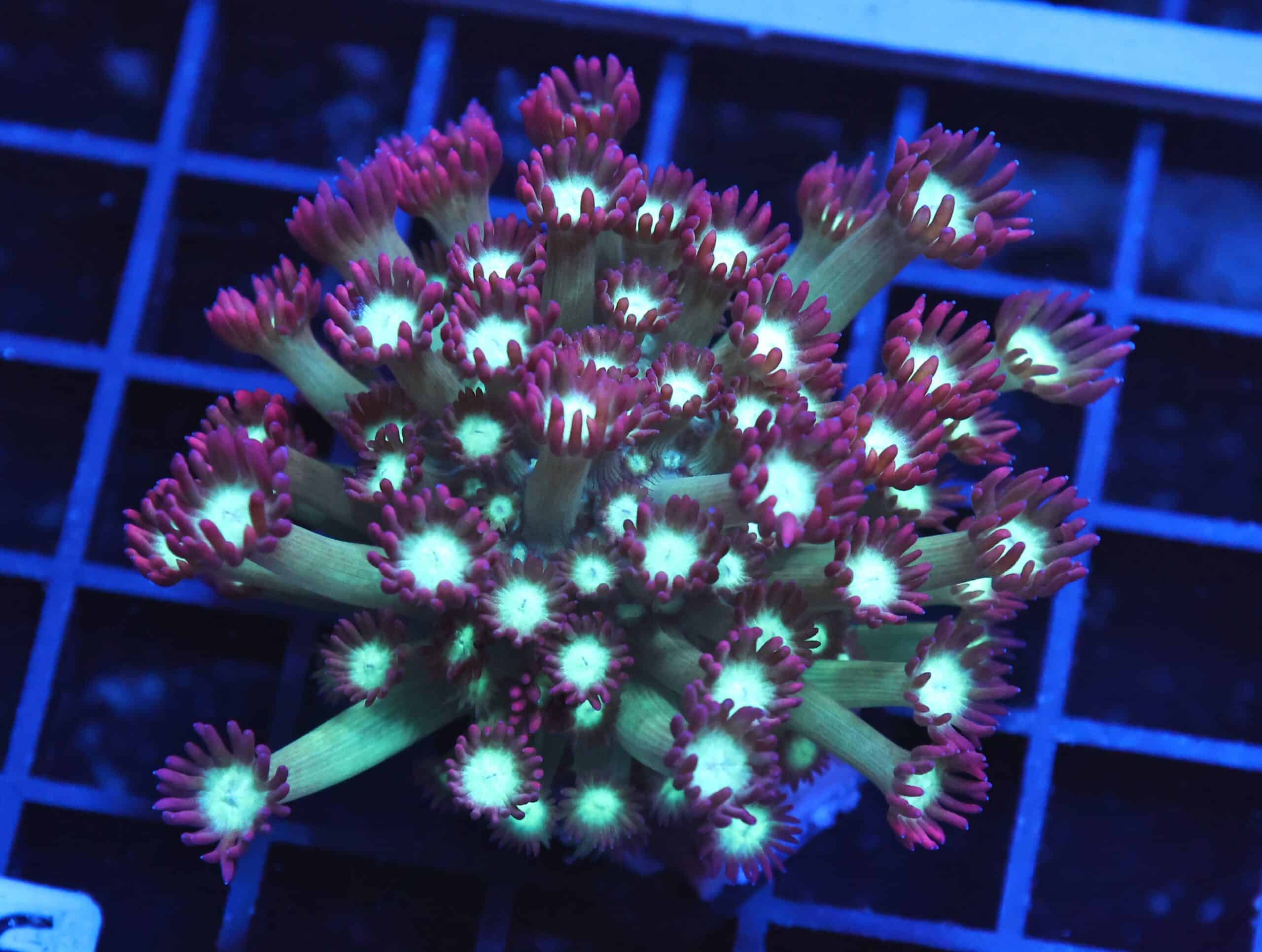 B16 -INDO CHERRY TIP GONIOPORA