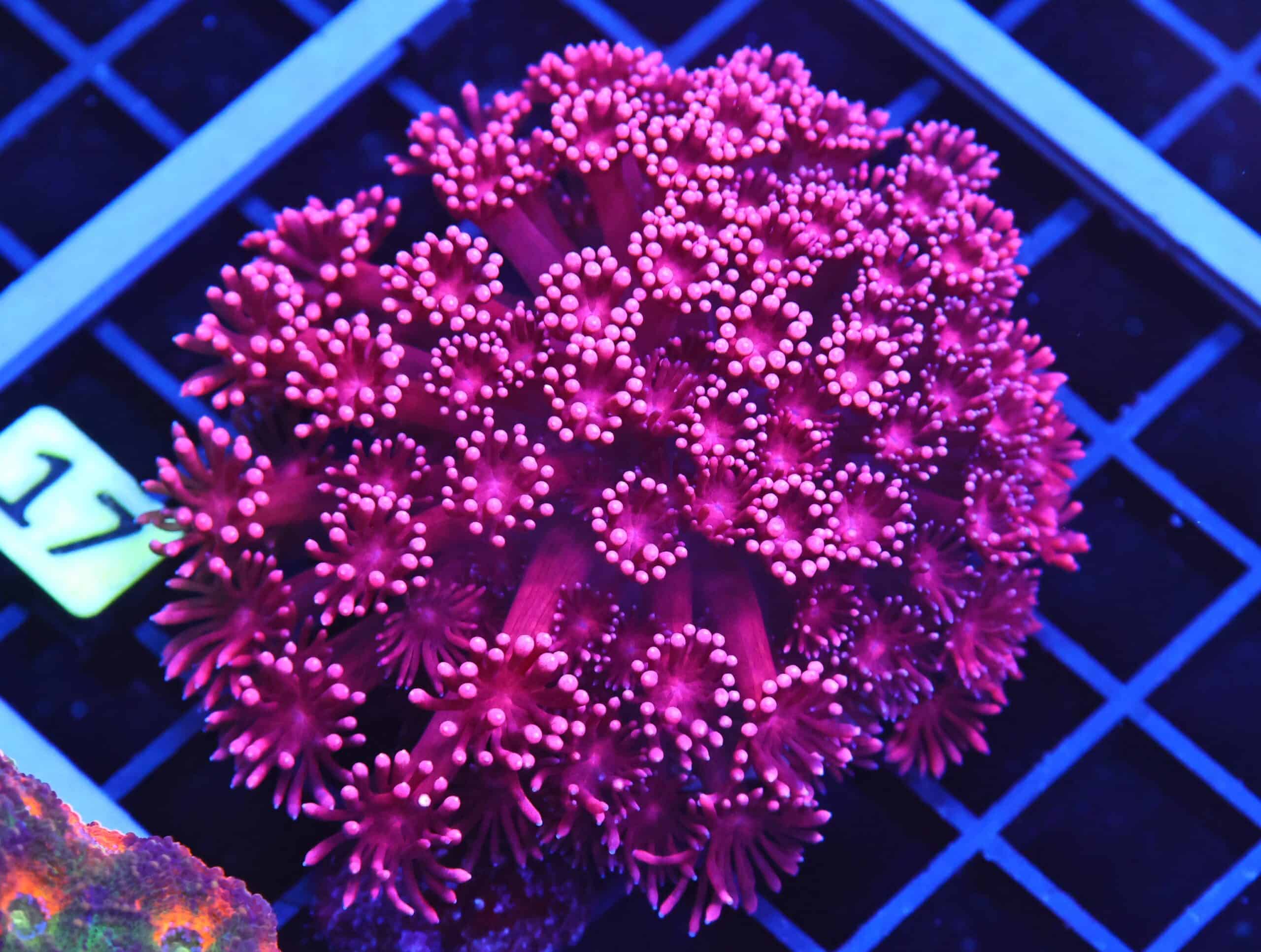 B17 -INDO CHERRY BLOSSOM GONIOPORA