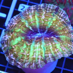 B19 -INDO GOLDEN JOKER CYNARINA